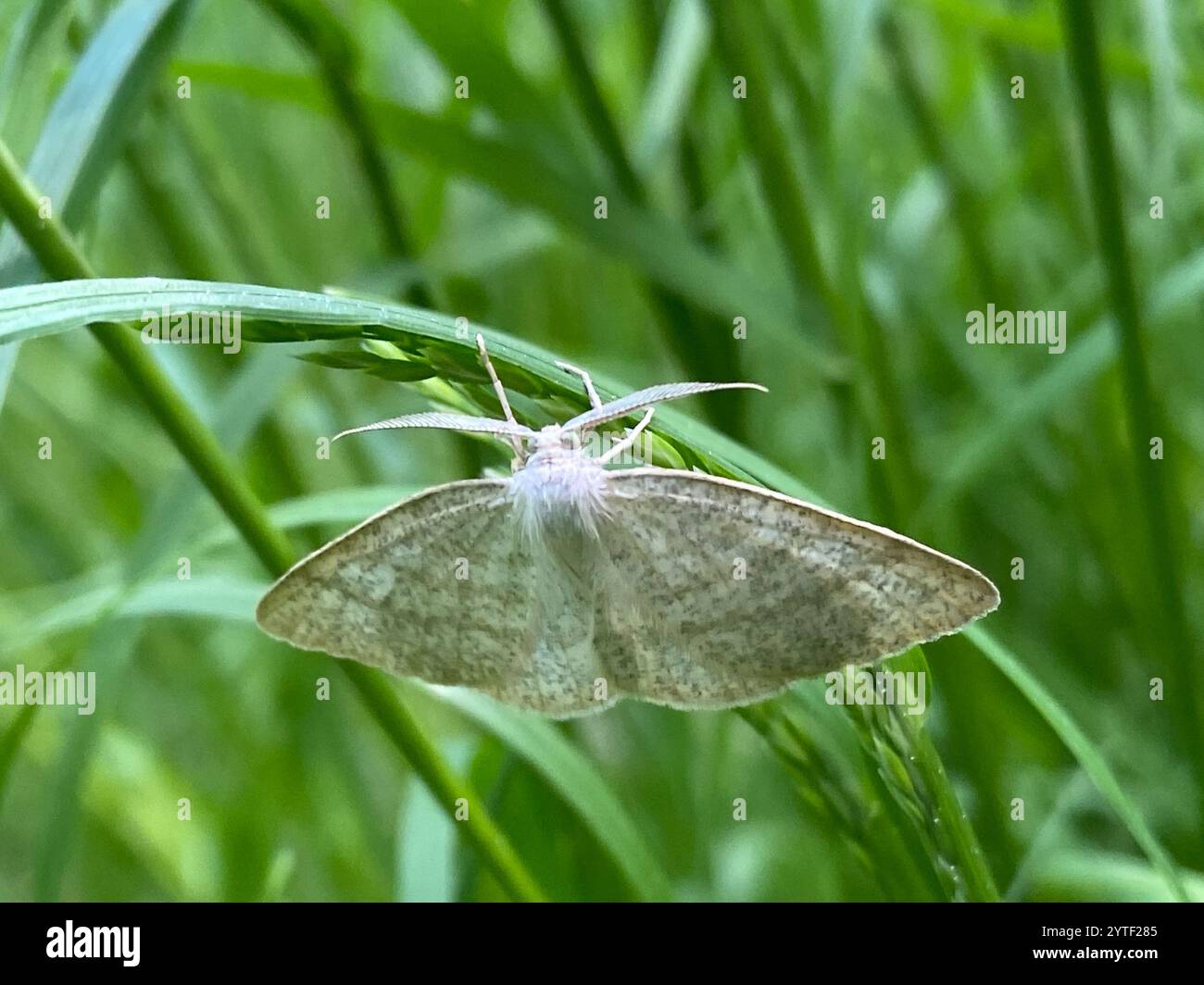 Northern Wave Moth (Cabera exanthemata) Foto Stock