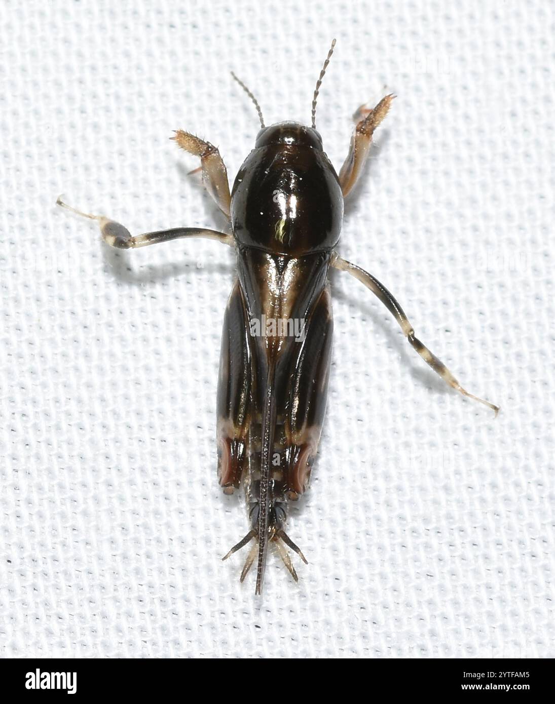 Grasshopper in Mole pigmeo più grande (Neotridactylus apicialis) Foto Stock