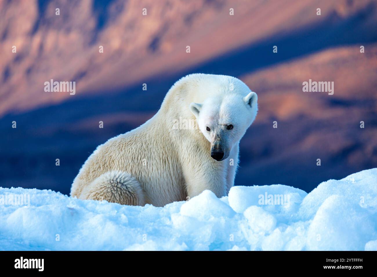 Orso polare, ursus maritimus e le montagne di roccia rossa di Vikinge Bay, Scoresby Sund, Groenlandia. Vista laterale di una donna adulta seduta su un ghiaia blu Foto Stock