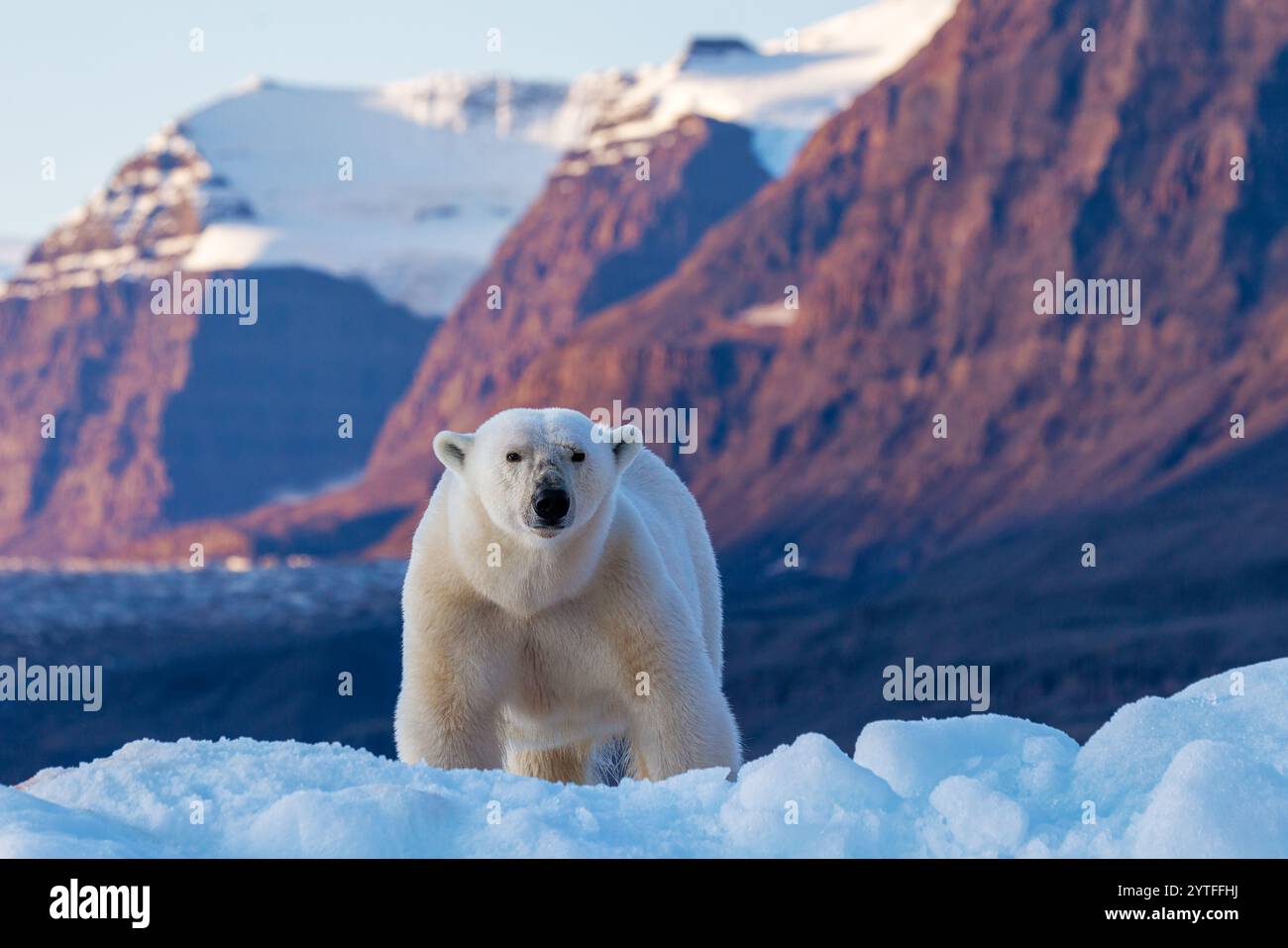 Orso polare, ursus maritimus e le montagne di roccia rossa di Vikinge Bay, Scoresby Sund, Groenlandia. Vista frontale di una donna adulta in piedi su un ghiaccio blu Foto Stock