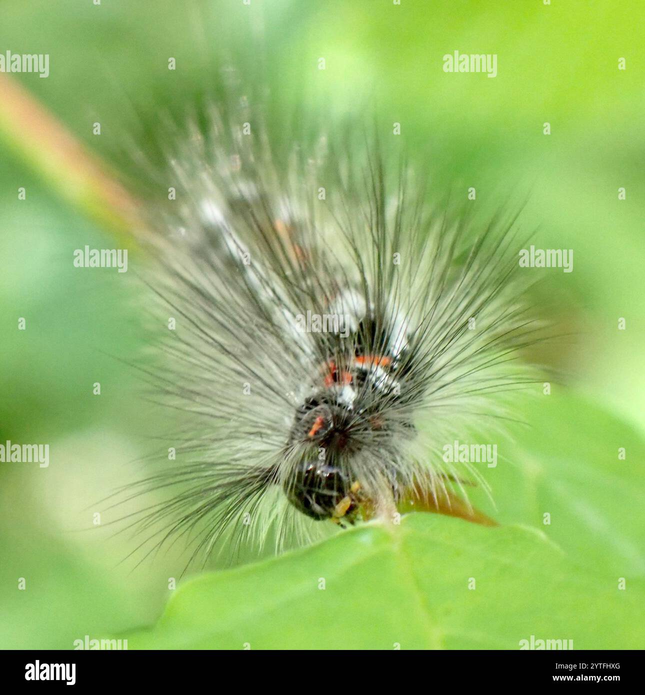 Swan Moth (Sphrageidus similis) Foto Stock