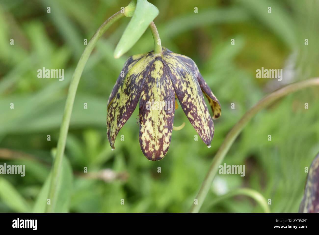 Giglio da dama (Fritillaria affinis) Foto Stock