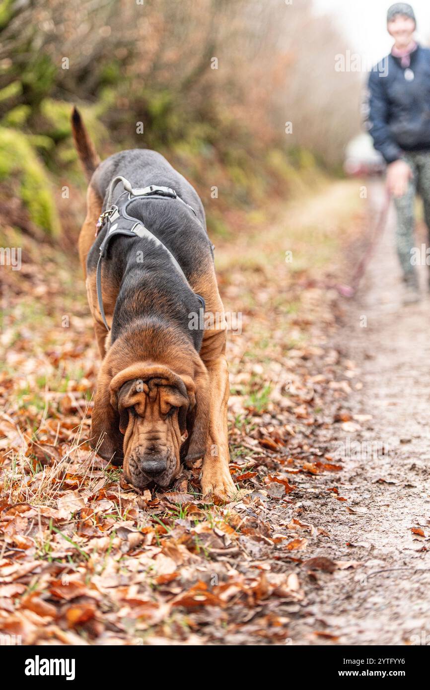 gestore di cani con cane da caccia Foto Stock