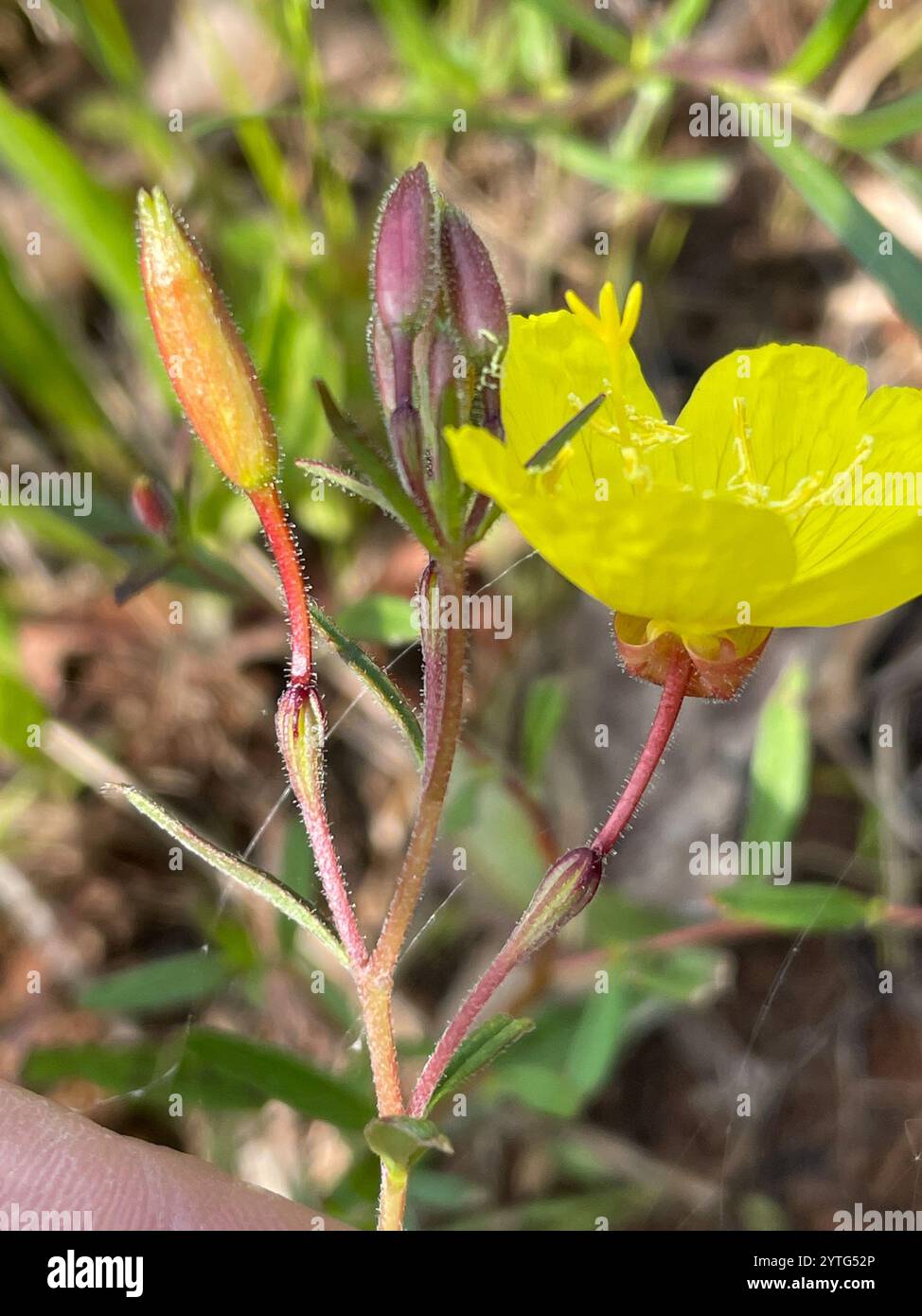 Gocce di sole dalle foglie strette (Oenothera fruticosa) Foto Stock