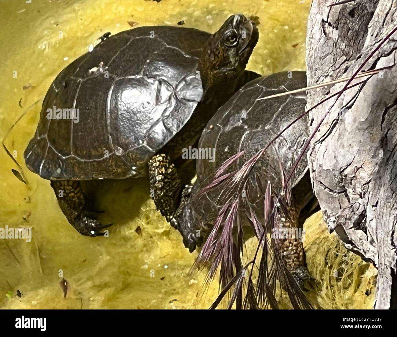Tartaruga del laghetto occidentale (Actinemys marmorata) Foto Stock