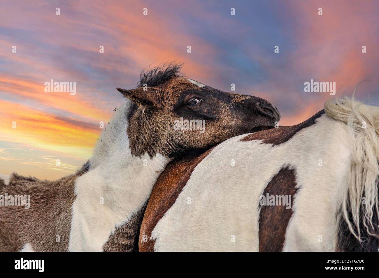 un puledro che riposa il mento sulle madri al tramonto Foto Stock