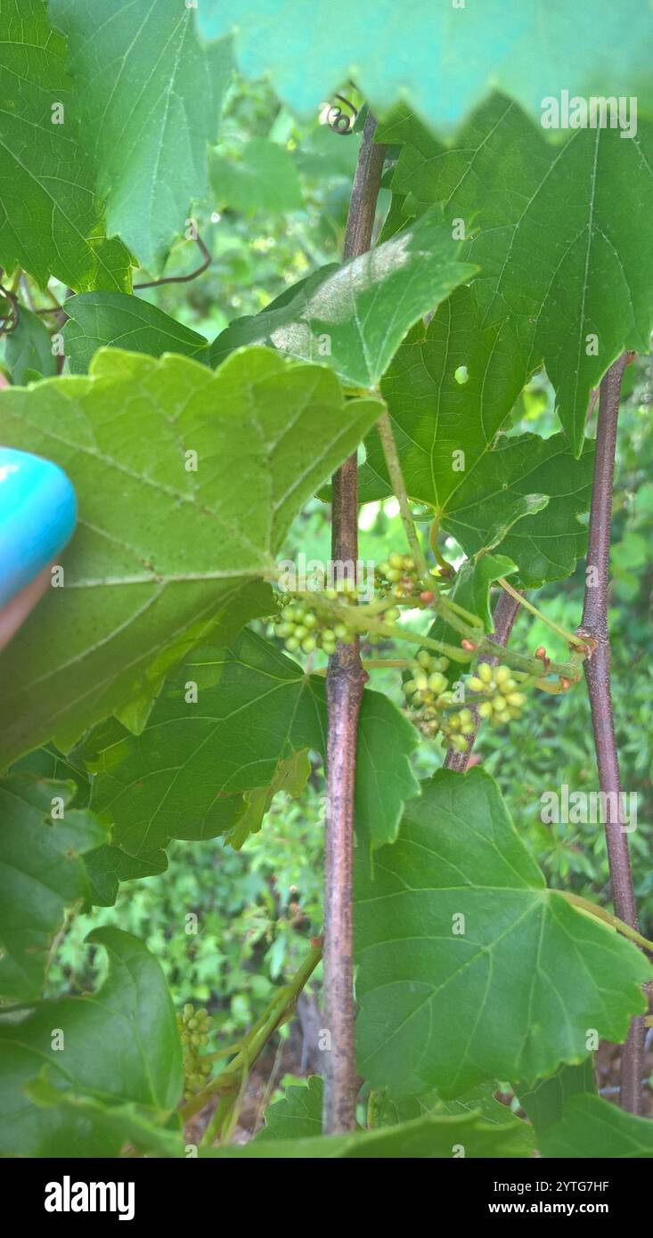 Muscadina (Vitis rotundifolia) Foto Stock