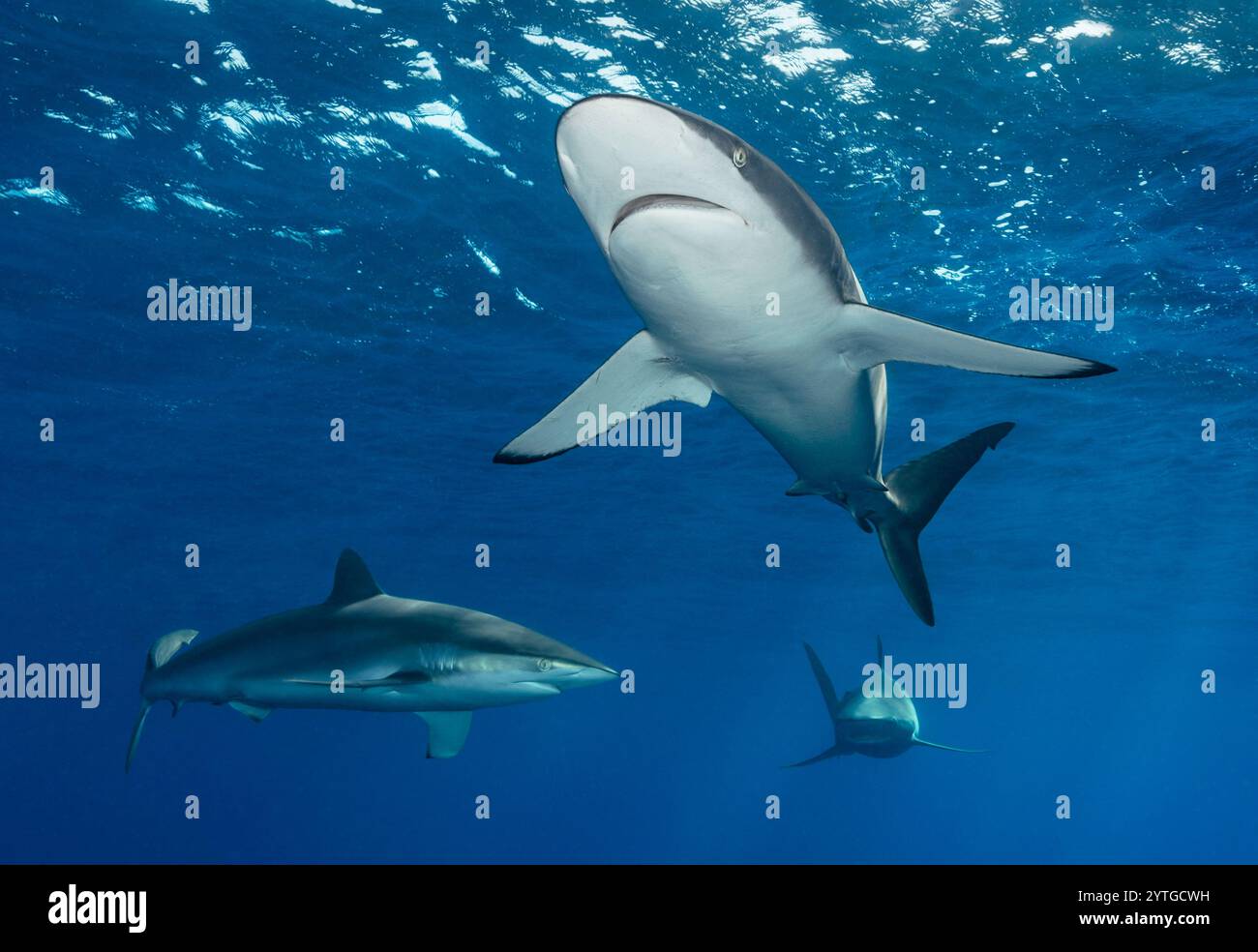 Al livello degli occhi con tre squali della barriera caraibica (Carcharhinus perezii) vicino alla superficie. Foto Stock