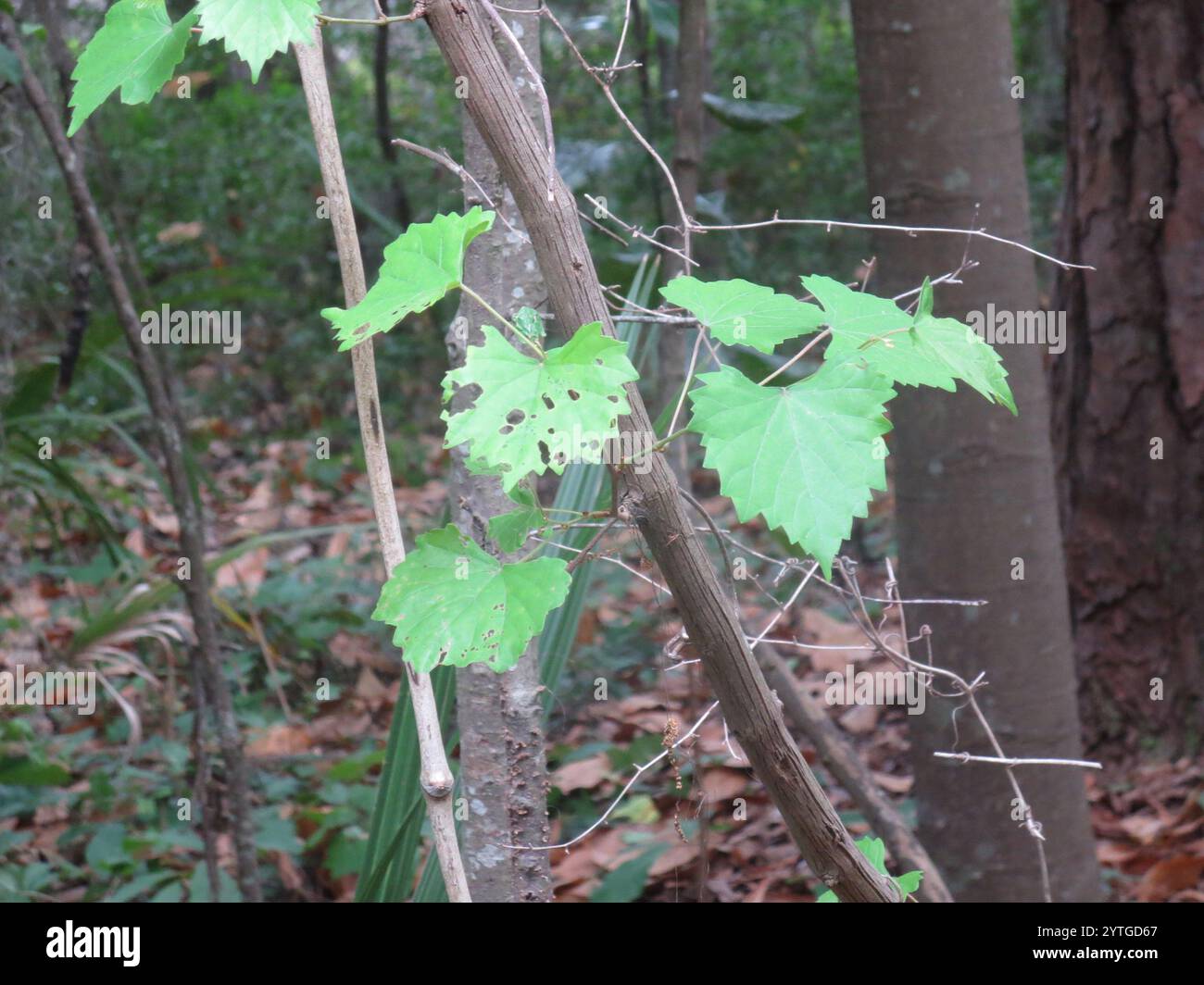 Muscadina (Vitis rotundifolia) Foto Stock