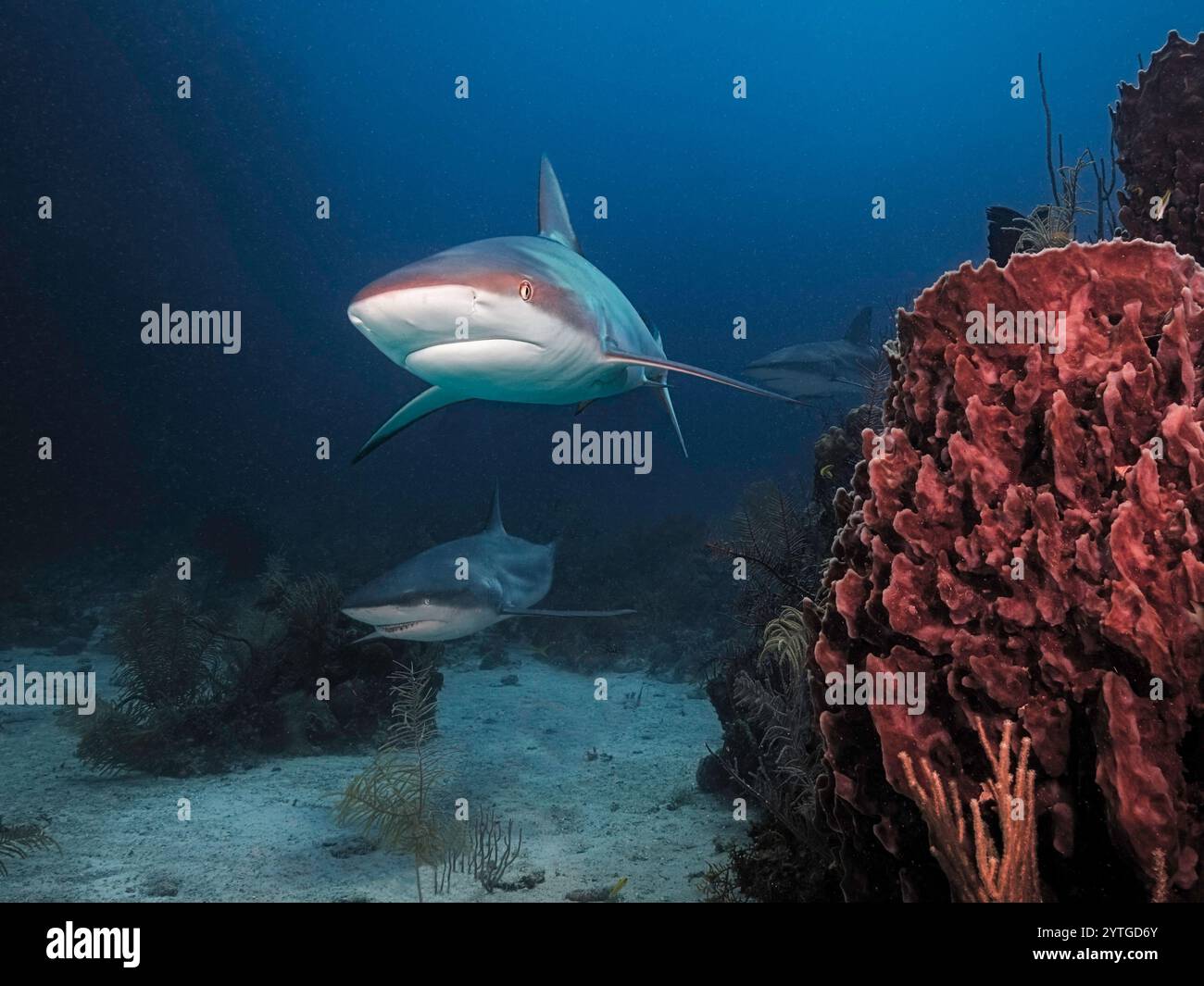 Al livello degli occhi con due squali della barriera caraibica (Carcharhinus perezii). Squalo dietro, ombra sul fondale sabbioso dell'oceano e spugna rossa Giant Barrel a destra. Foto Stock