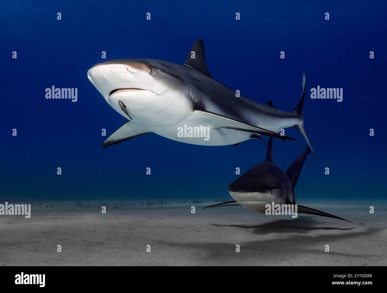 Al livello degli occhi con due squali della barriera caraibica (Carcharhinus perezii) con la loro ombra sul fondo del mare. Ramora (pesce succhieruola) presente. Foto Stock