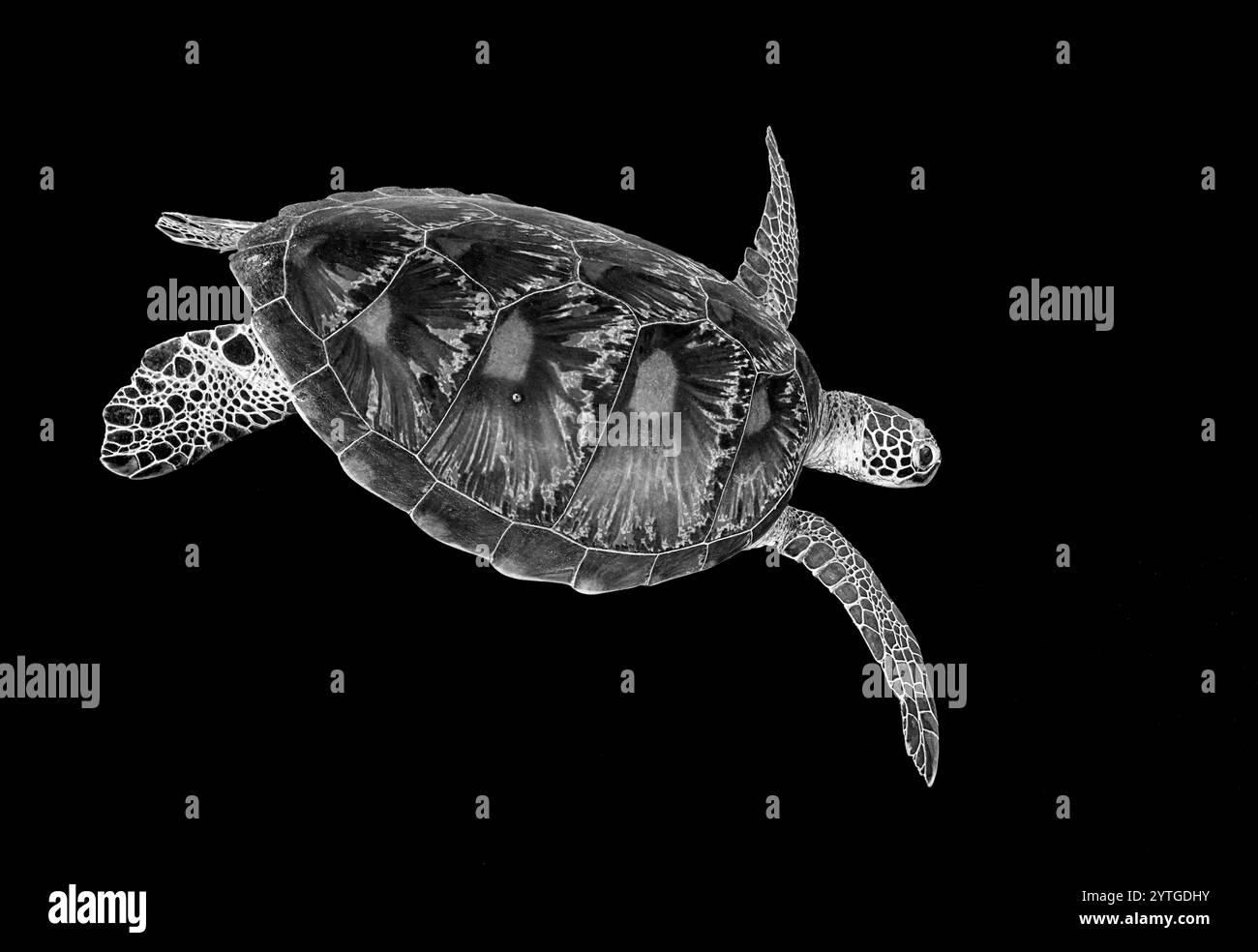 Un'immagine monocromatica in bianco e nero che guarda in basso su una tartaruga verde (Chelonia mydas) che nuota nell'oceano. Il bellissimo guscio di tartaruga è molto prominente. Foto Stock