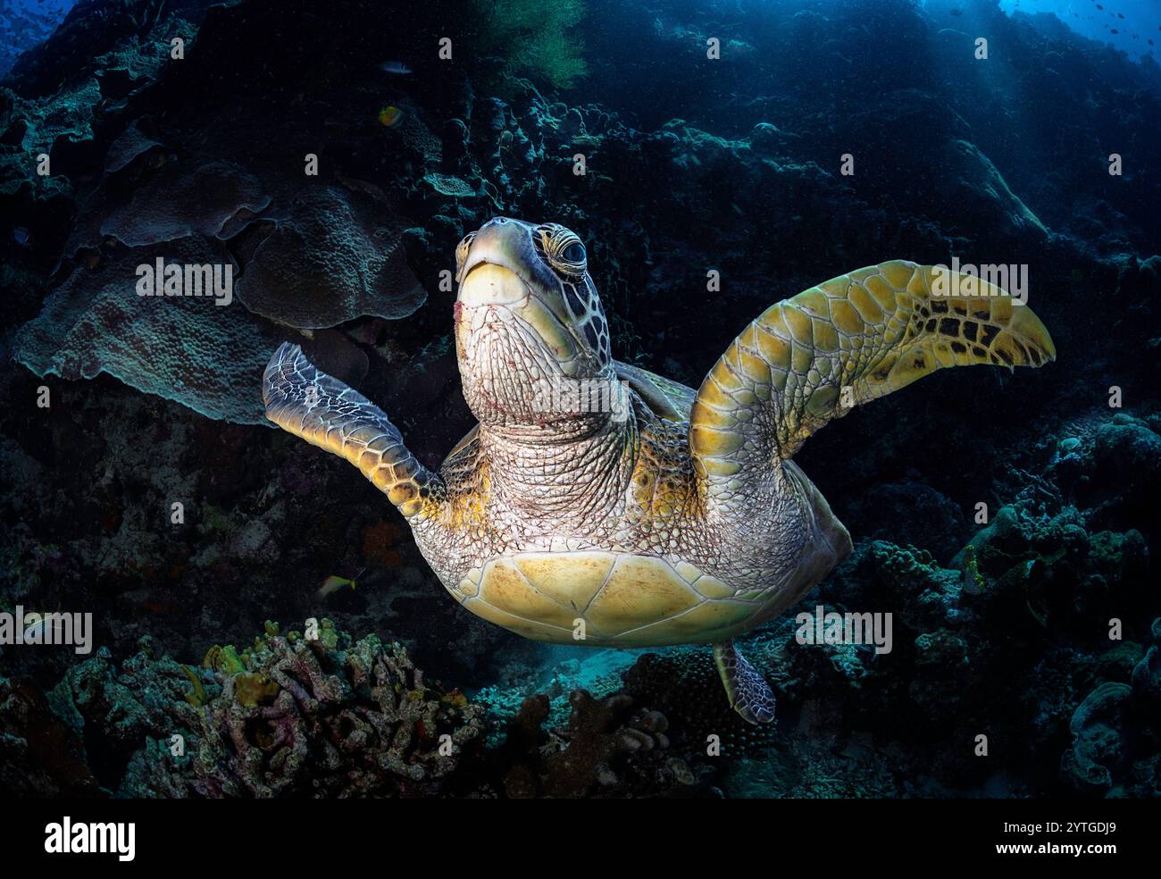 Al livello degli occhi con una tartaruga verde (Chelonia mydas) che nuota direttamente verso di noi e ci guarda. L'occhio della tartaruga è molto prominente. Foto Stock