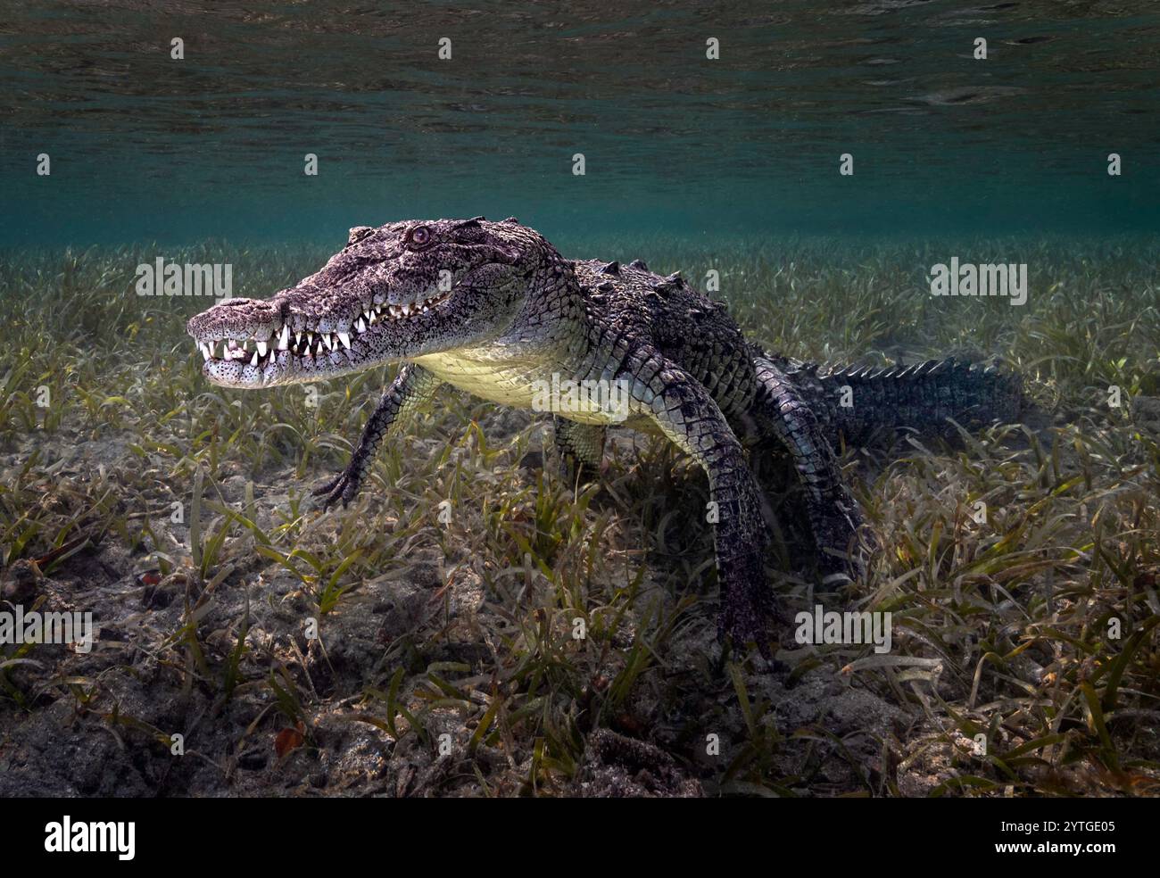 Il coccodrillo cubano (Crocodylus rhombifer) ha fotografato sott'acqua. Foto Stock