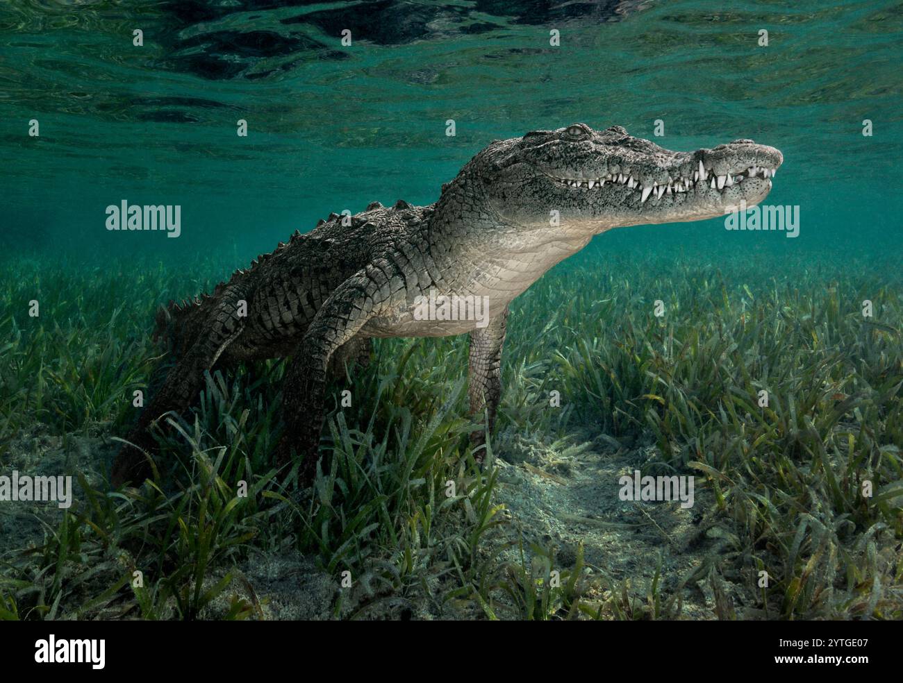 Il coccodrillo cubano (Crocodylus rhombifer) ha fotografato sott'acqua. Foto Stock