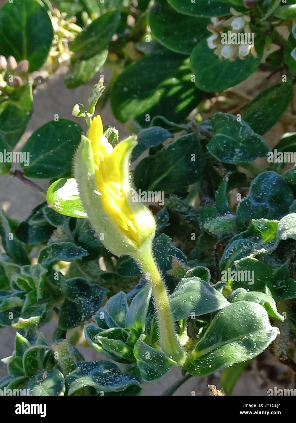 Prisma serale in spiaggia (Oenothera drummondii) Foto Stock