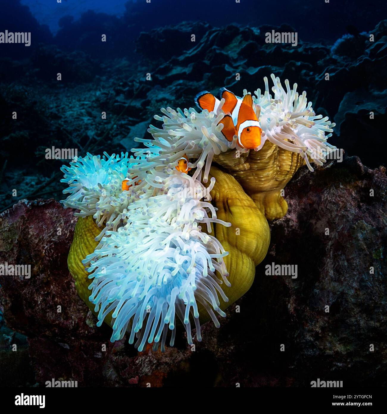 Al livello degli occhi con due pesci pagliaccio comuni che guardano fuori dal loro anemone bianco ospite. Foto Stock