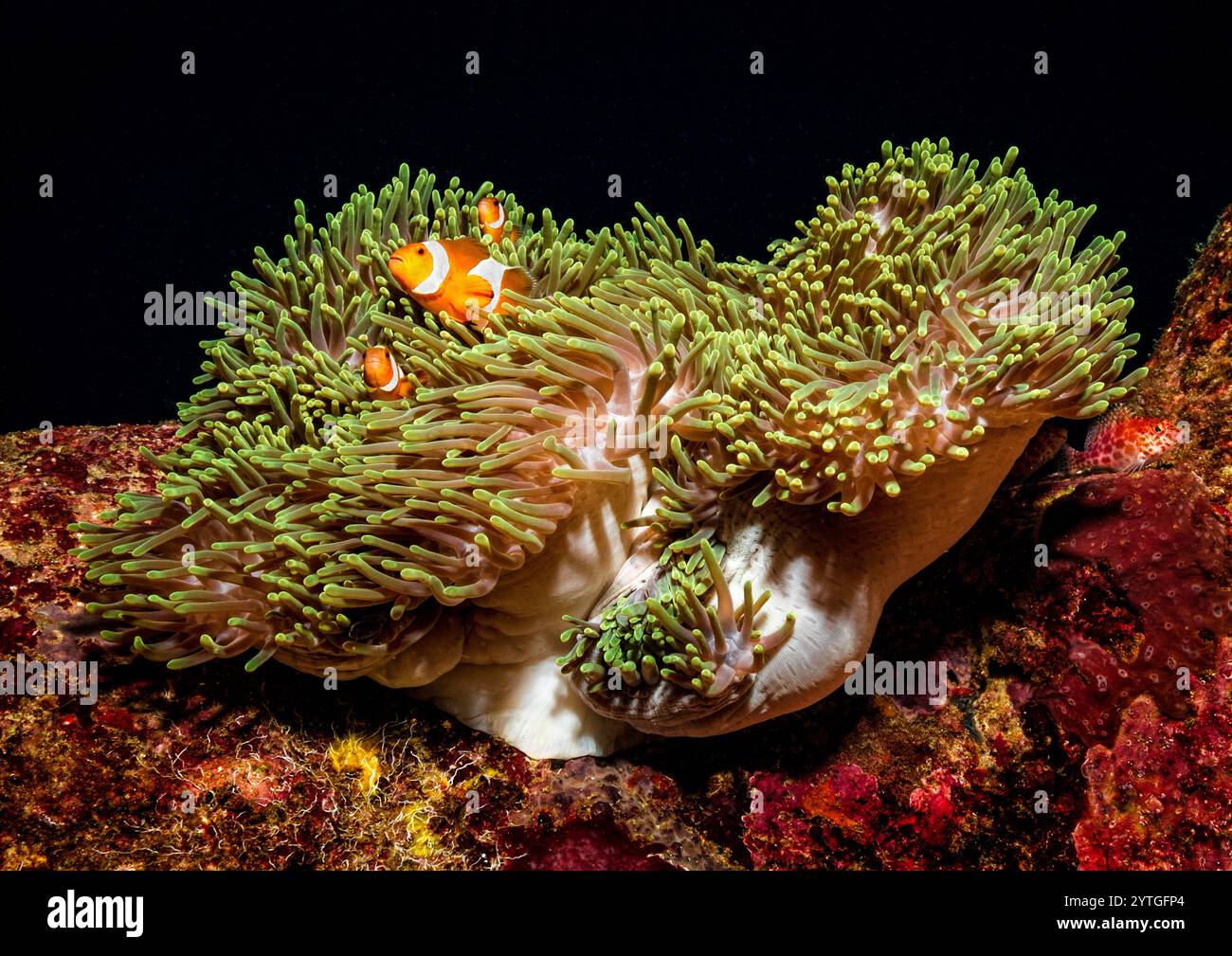 Al livello degli occhi con tre anemoniti di Clark che guardano dall'anemone ospite. Foto Stock