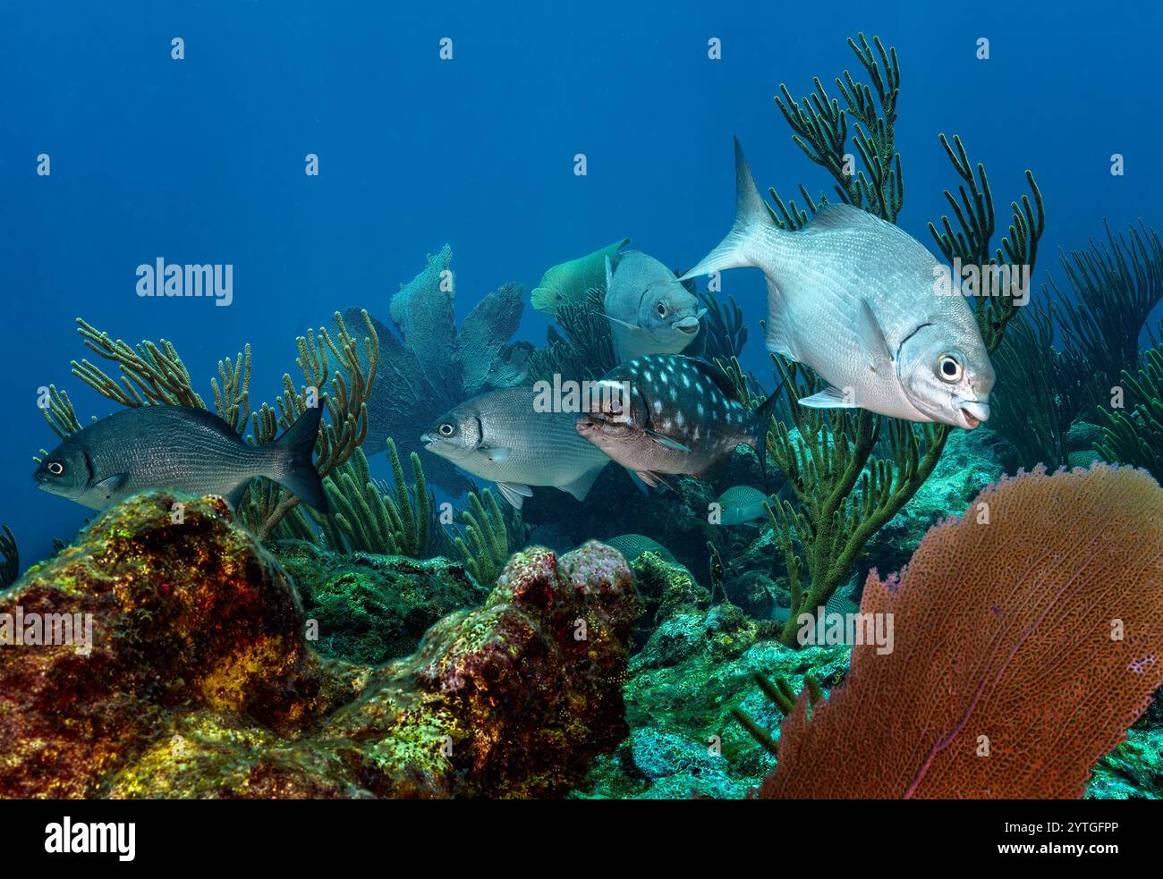 Al livello degli occhi con un gruppo di cinque Chub del Mare delle Bermuda (Kyphosus sectatrix) che nuotano su un bellissimo giardino di coralli. Foto Stock