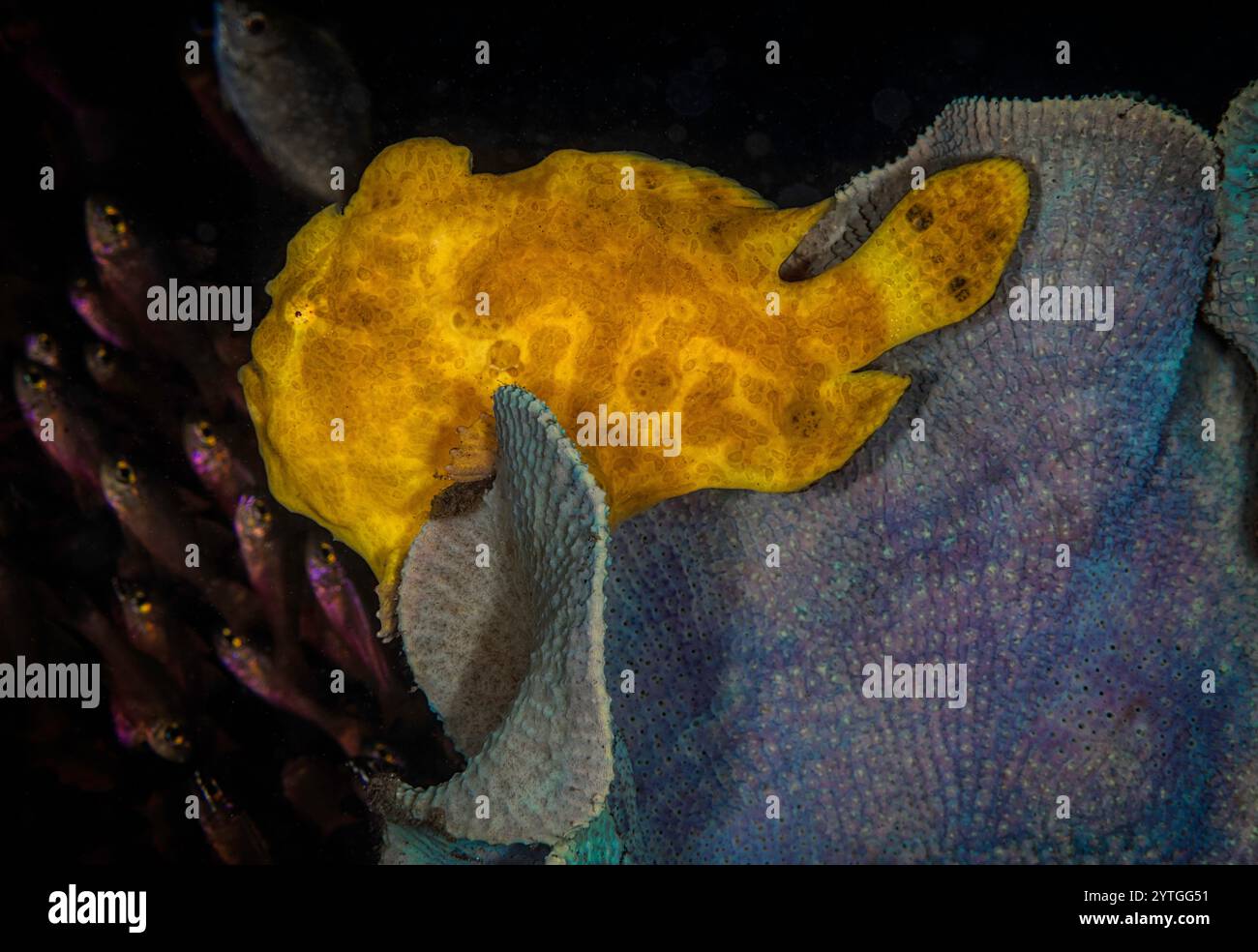 Al livello degli occhi con un pesce rozzo gigante (Antennarius commerson) seduto su corallo tenero. Piccolo cardinalfish sullo sfondo. Foto Stock