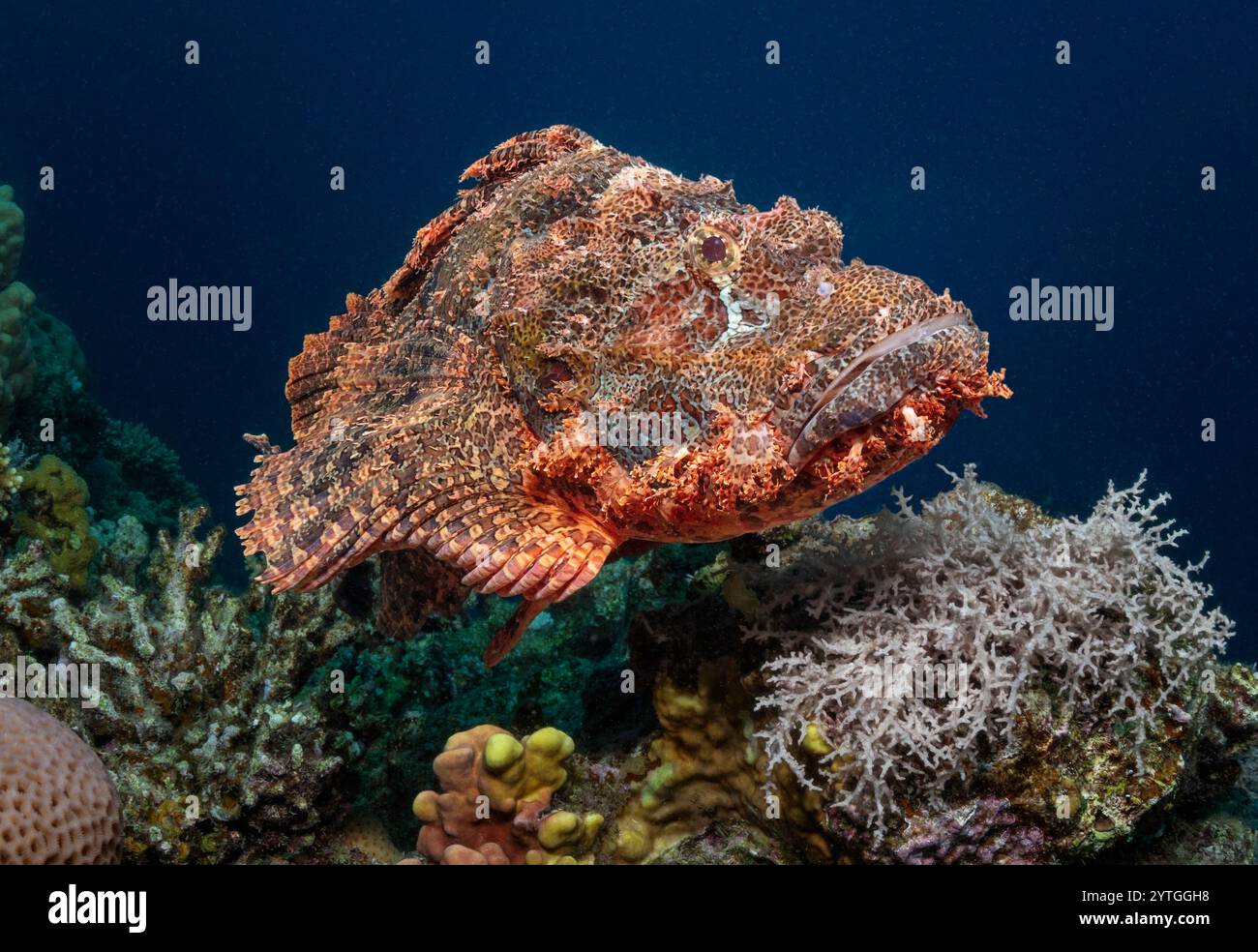 Livello degli occhi con scorpione su scala ridotta (Scorpaenopsis oxycephala) che nuota sulla barriera corallina. Foto Stock