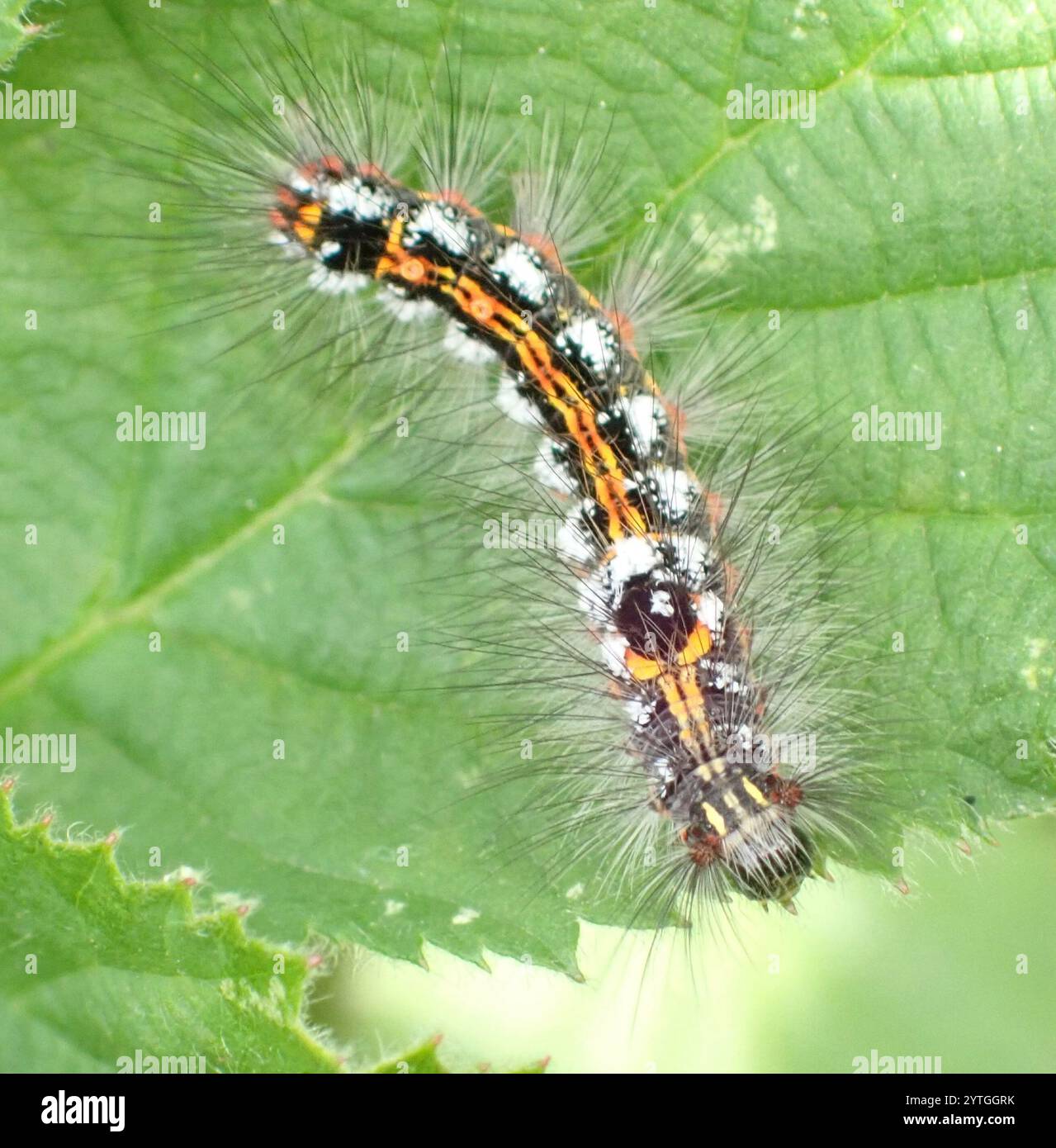 Swan Moth (Sphrageidus similis) Foto Stock