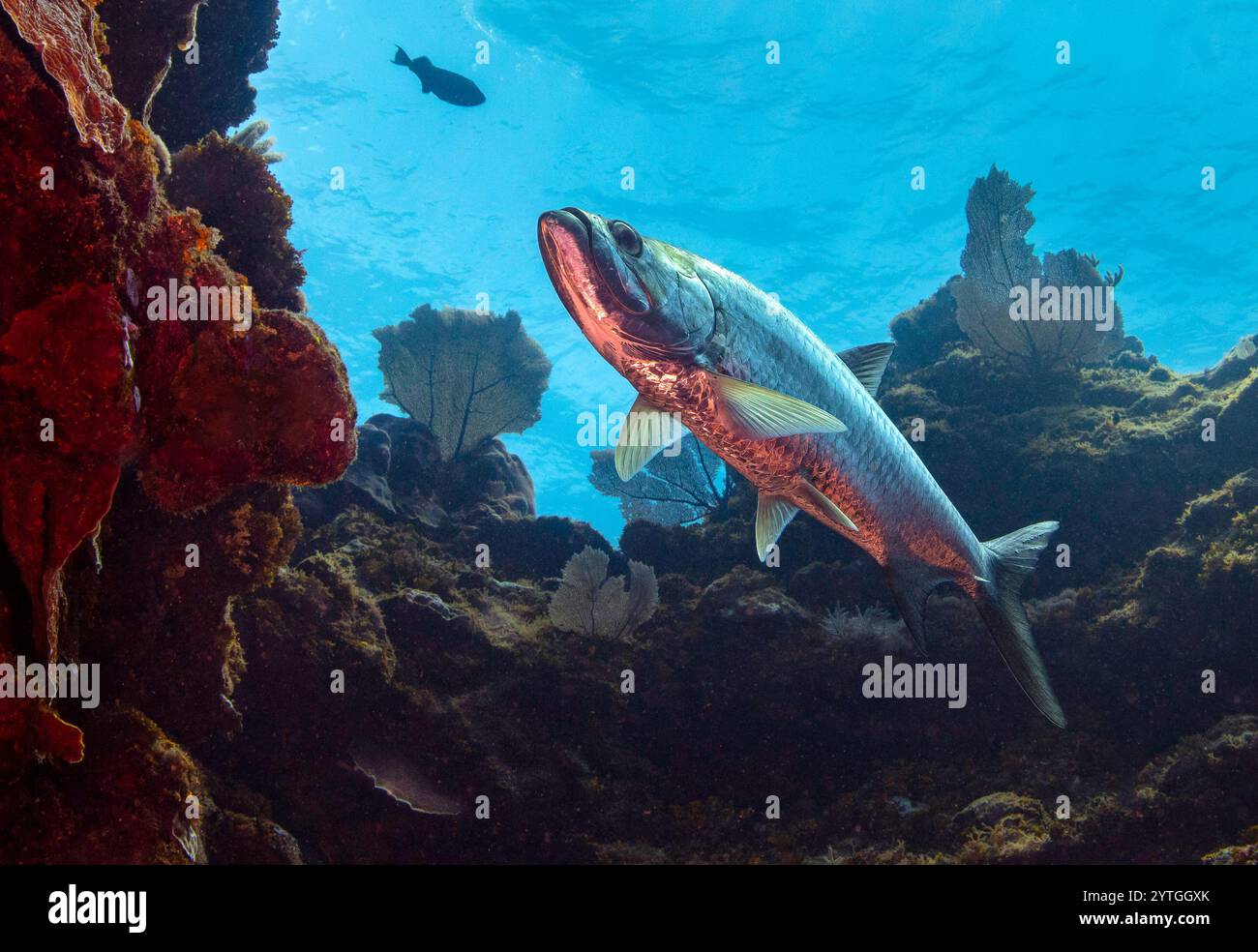 Guardare in alto un Tarpon (Megalops). Sopra possiamo vedere la superficie, su tutti i lati ci sono coralli morbidi e duri. Foto Stock