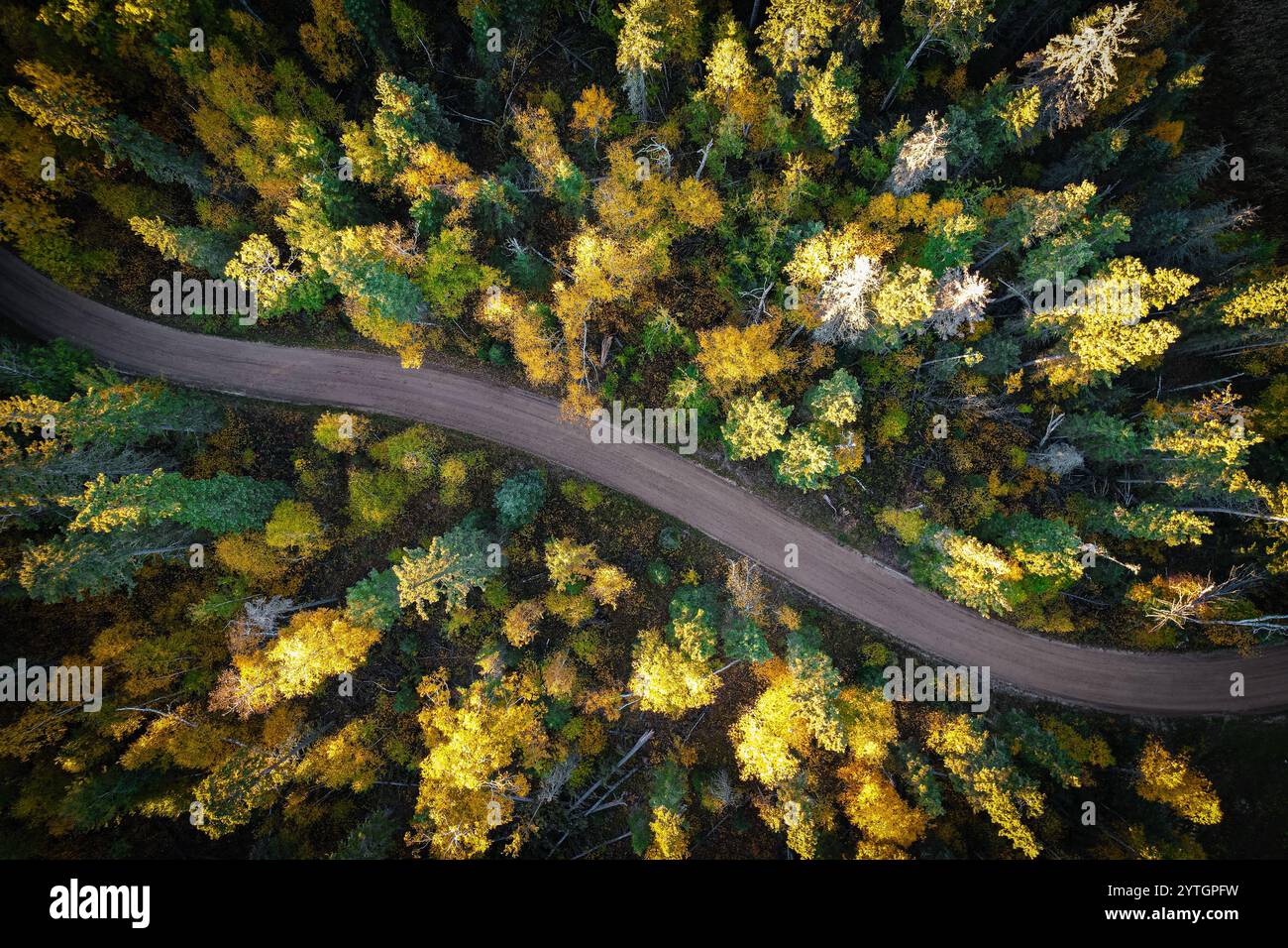 Una strada con alberi su entrambi i lati. La strada è curvata e gli alberi sono in piena fioritura Foto Stock