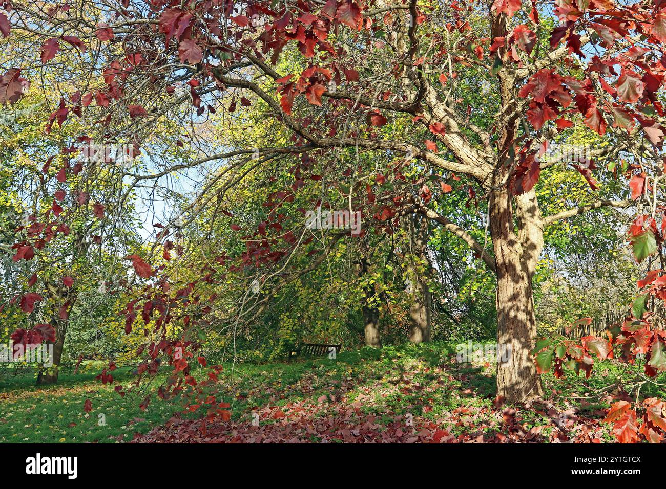 Immagine a tutto campo di un cesto (Castagno paludoso) di quercia (Quercus Michauxii) con luce solare autunnale, con foglie rosse vivaci. Novembre, Inghilterra Foto Stock