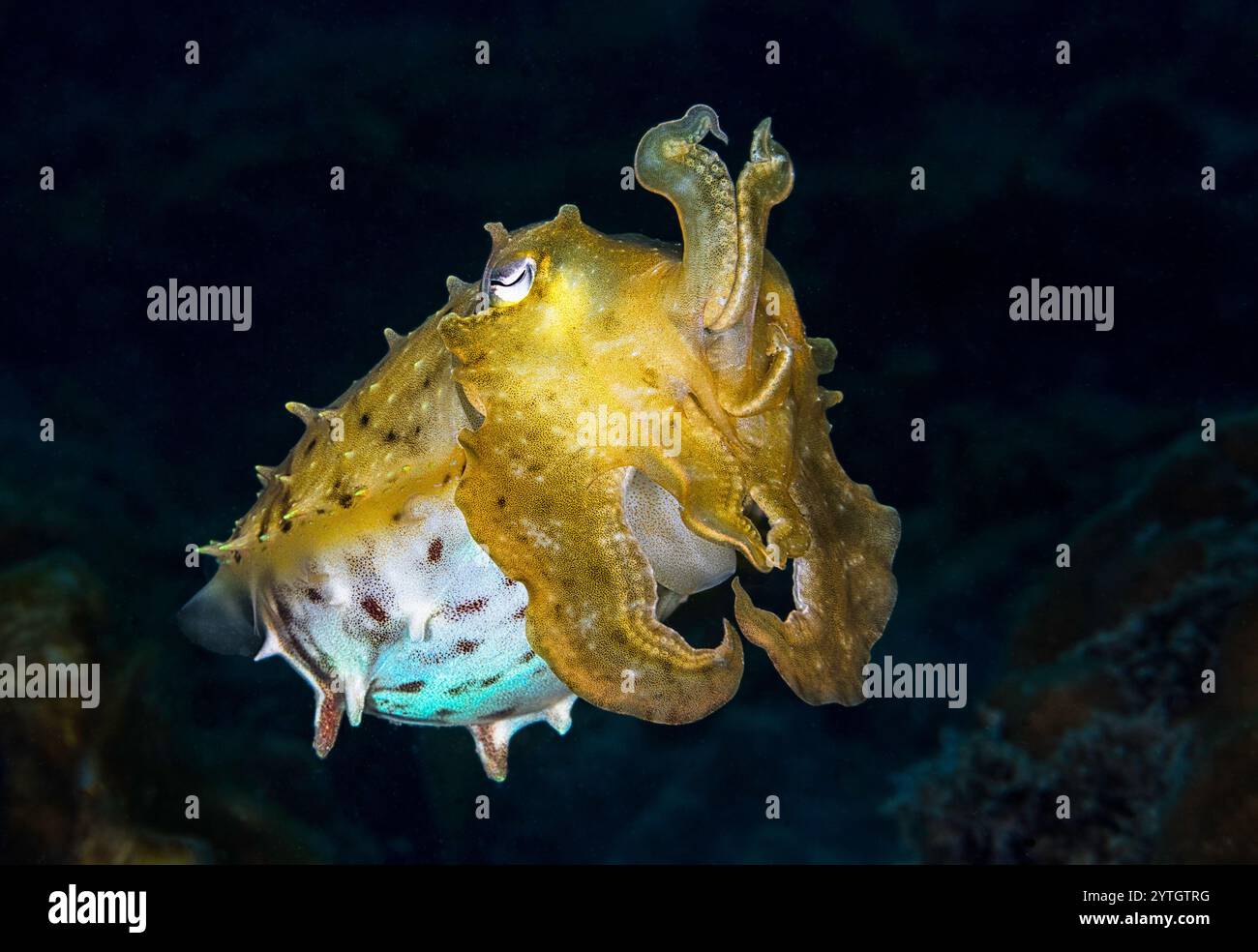 Livello degli occhi con una seppia del Broadclub (Sepia latimanus) su sfondo scuro. Foto Stock