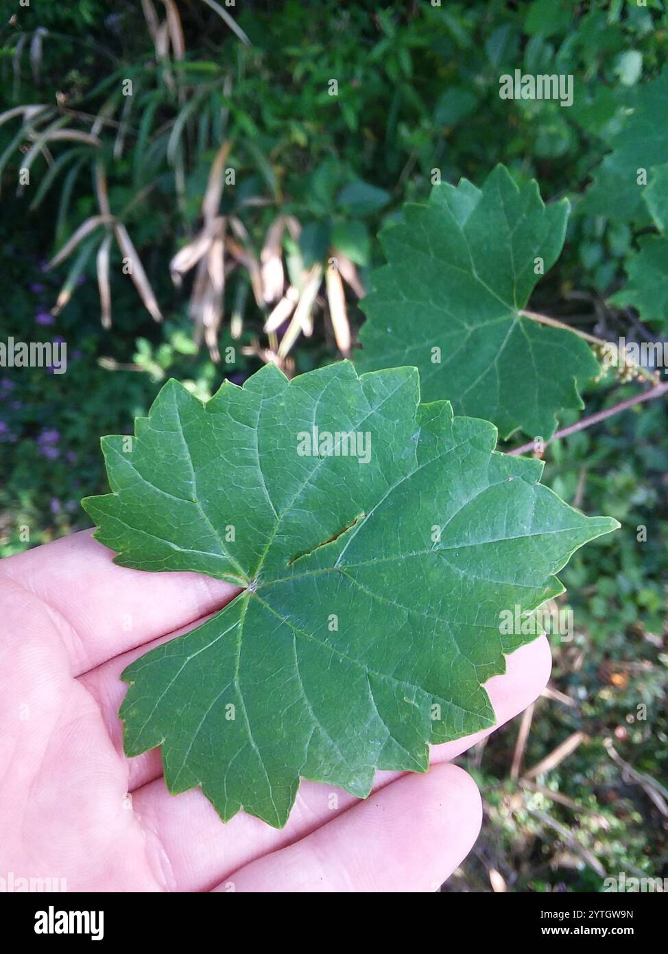 Muscadina (Vitis rotundifolia) Foto Stock