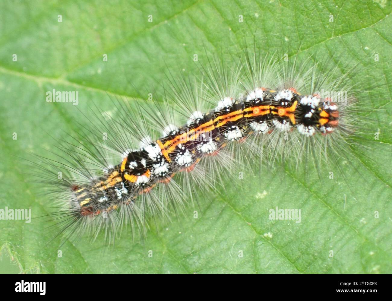 Swan Moth (Sphrageidus similis) Foto Stock