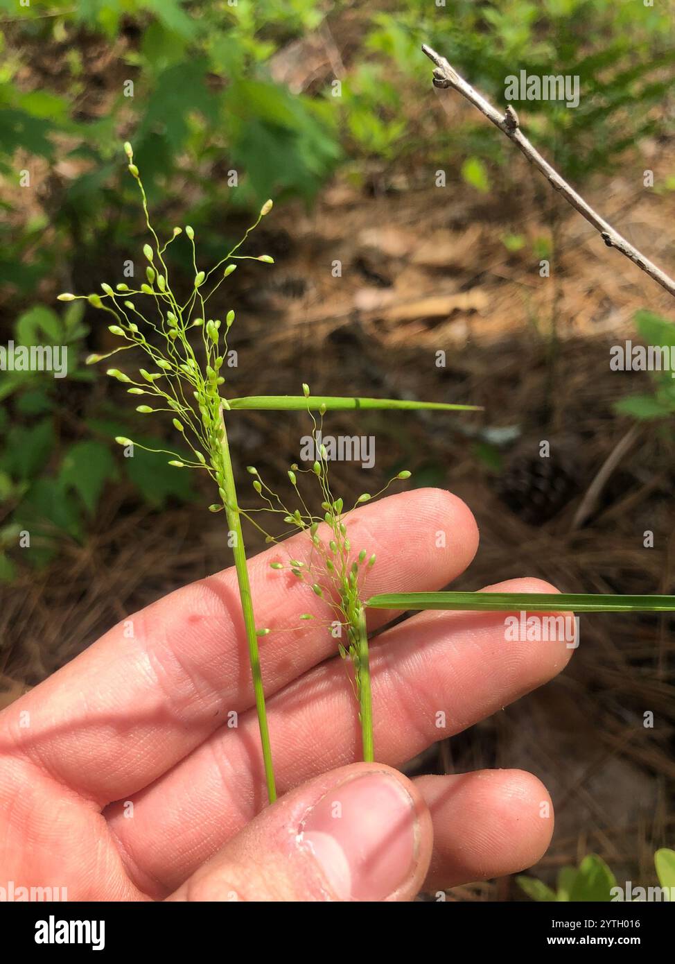 Panicgrass a frutto piccolo (Dichanthelium dichotomum dichotomum) Foto Stock
