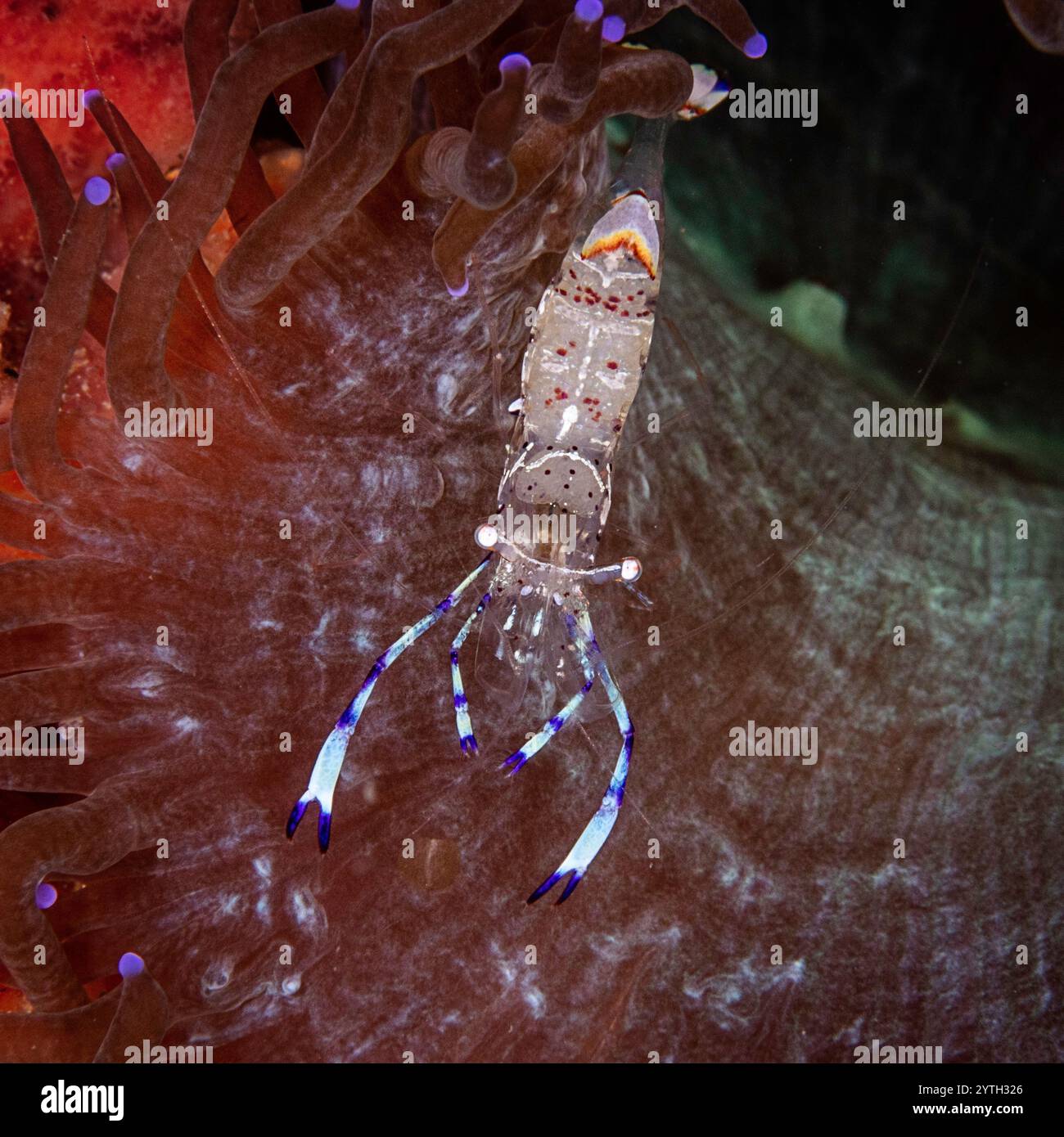 Guardando in basso un magnifico gambero partner (Ancylomenes magnificus) che si annida nell'anemone ospite. Foto Stock