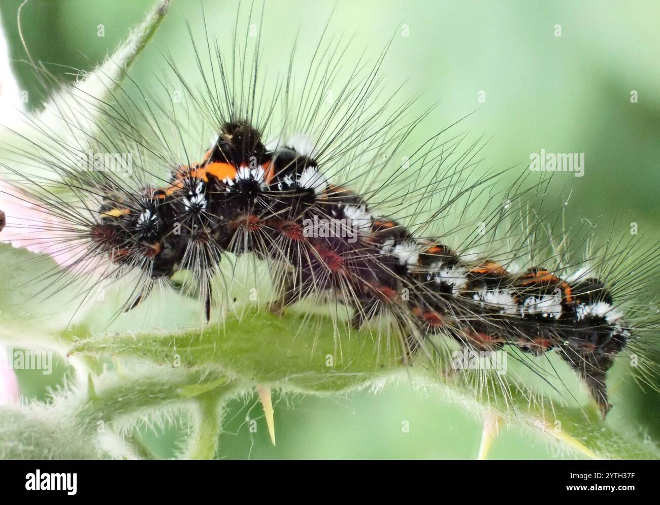 Swan Moth (Sphrageidus similis) Foto Stock