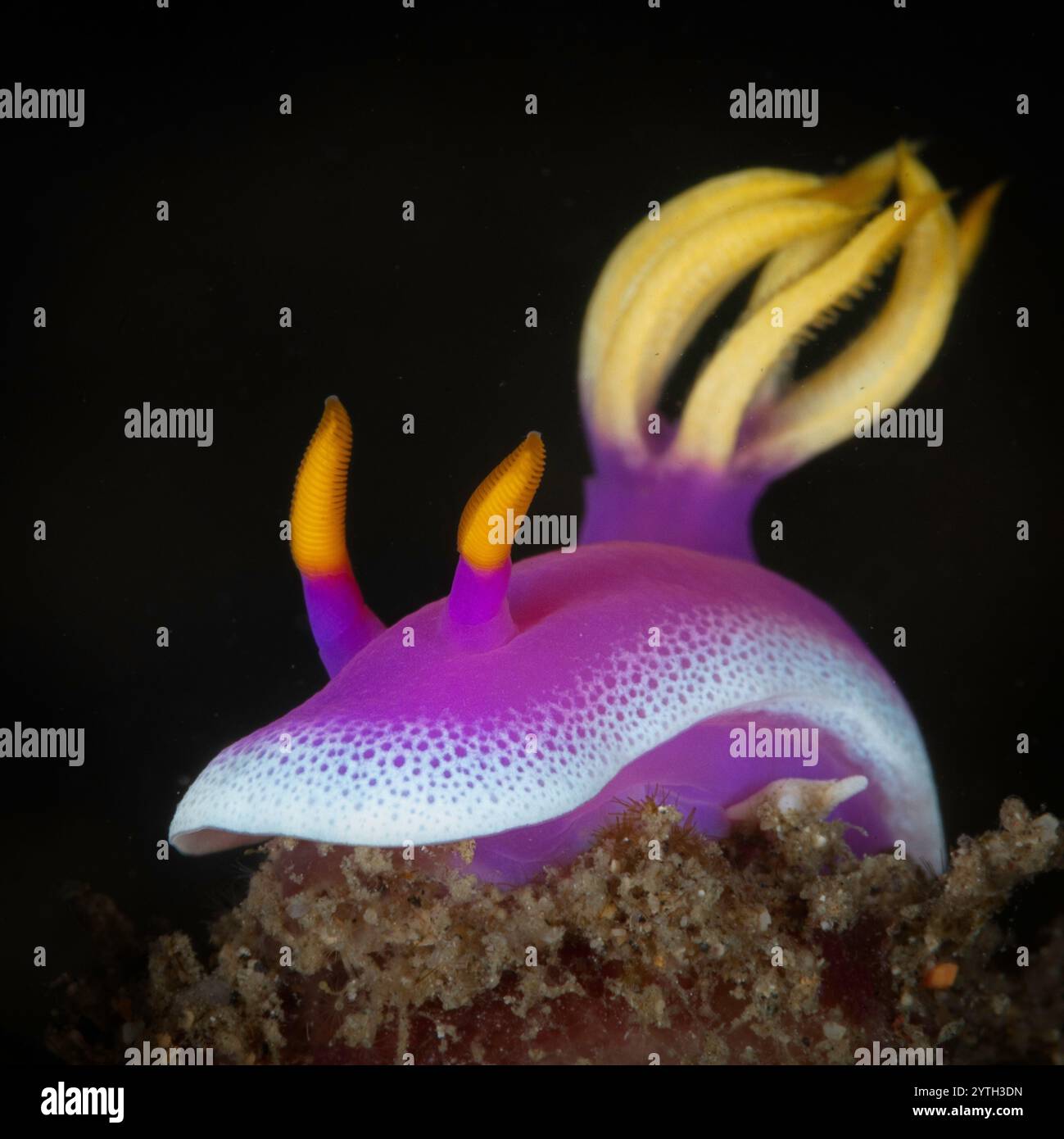 Livello degli occhi con Nudibranca (Hypselodoris apolegma) Foto Stock