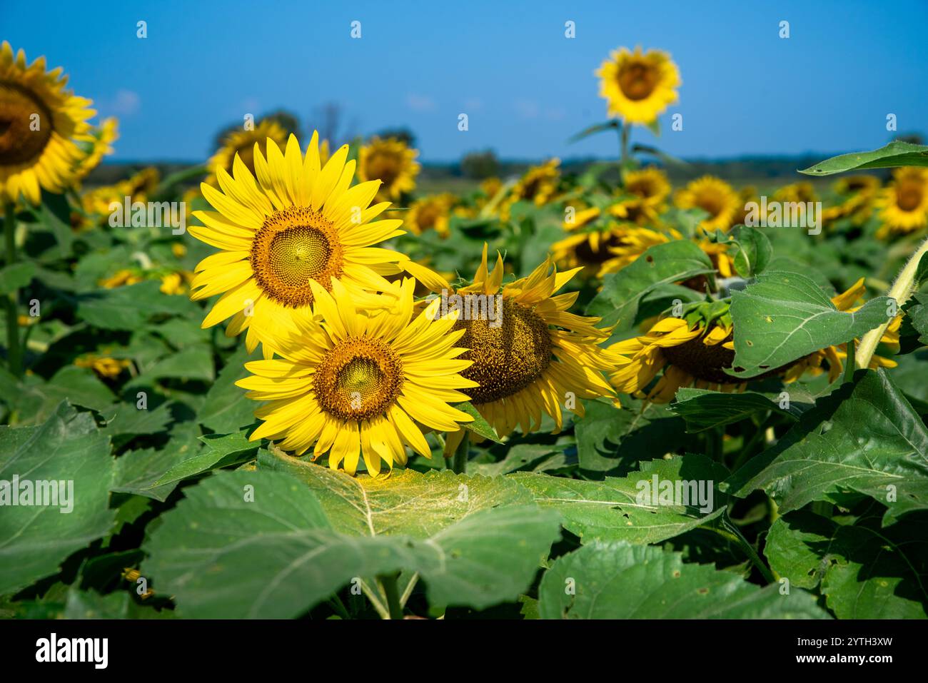 Primo piano di due fiori gialli in un campo di girasoli con polline su foglie verdi e cielo blu Foto Stock