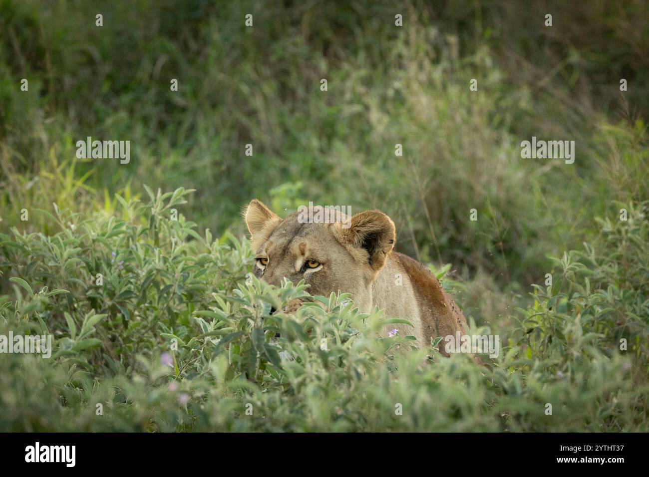Lioness guarda le prede nascoste nell'erba Foto Stock