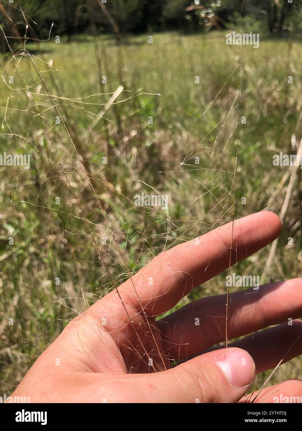 Muhlenbergia capillaris (Hairawn Muhly) Foto Stock