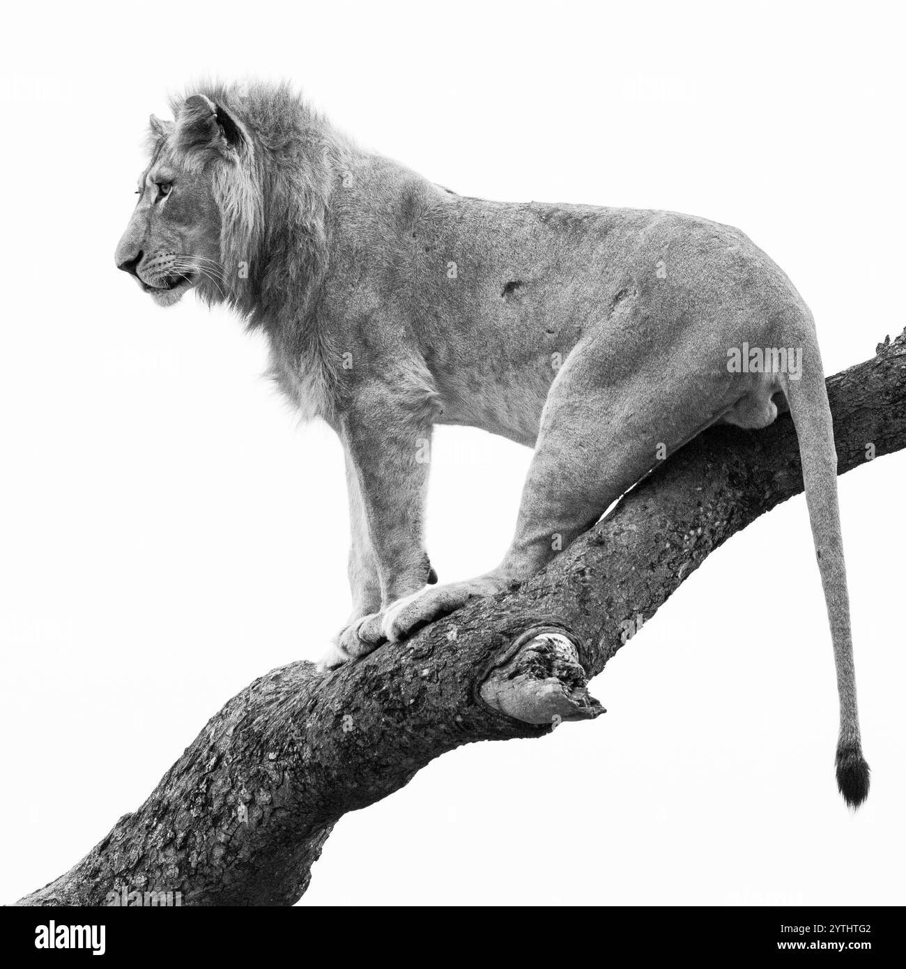 Leone maschio giovane seduto su un albero Foto Stock