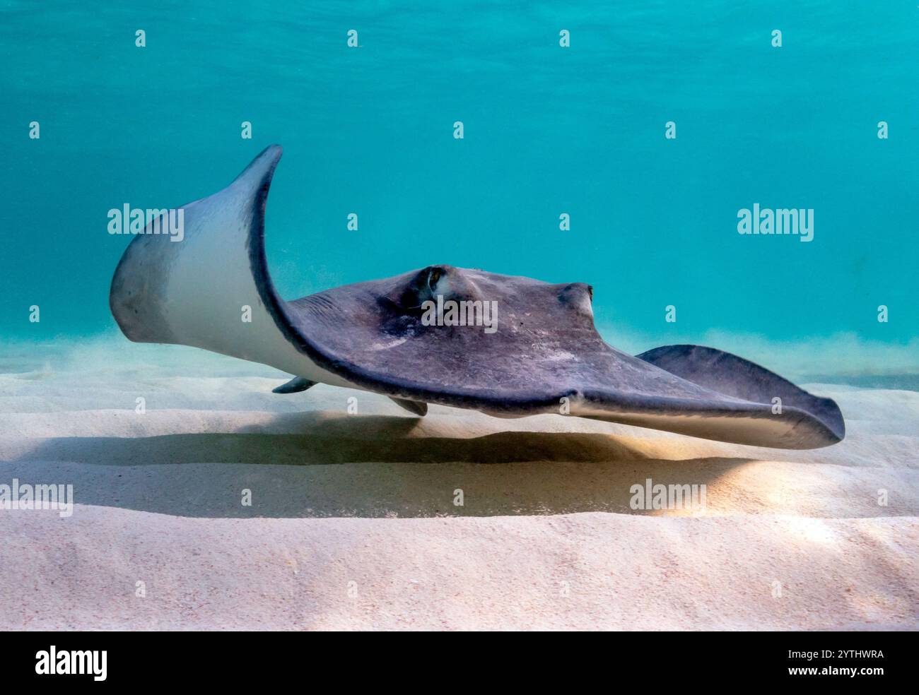 Al livello degli occhi, con una Stingray meridionale (Hypanus americanus), ombra visibile sul fondale sabbioso e onde superficiali visibili sopra. Foto Stock