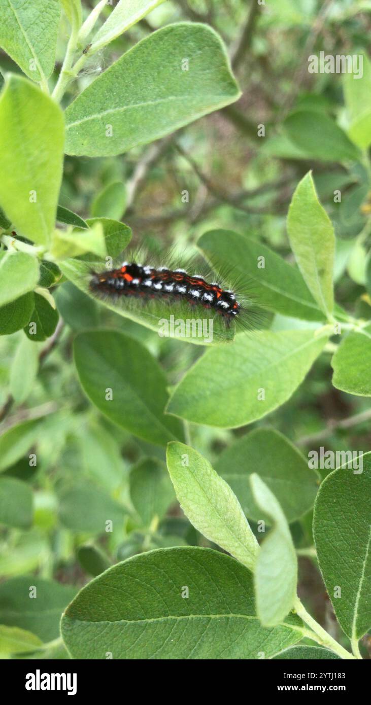 Swan Moth (Sphrageidus similis) Foto Stock