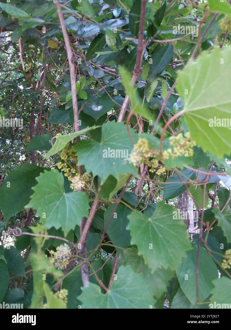 Muscadina (Vitis rotundifolia) Foto Stock