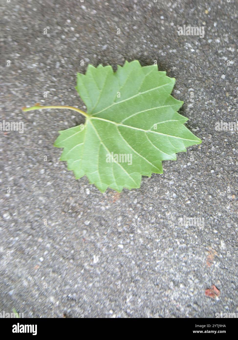 Muscadina (Vitis rotundifolia) Foto Stock