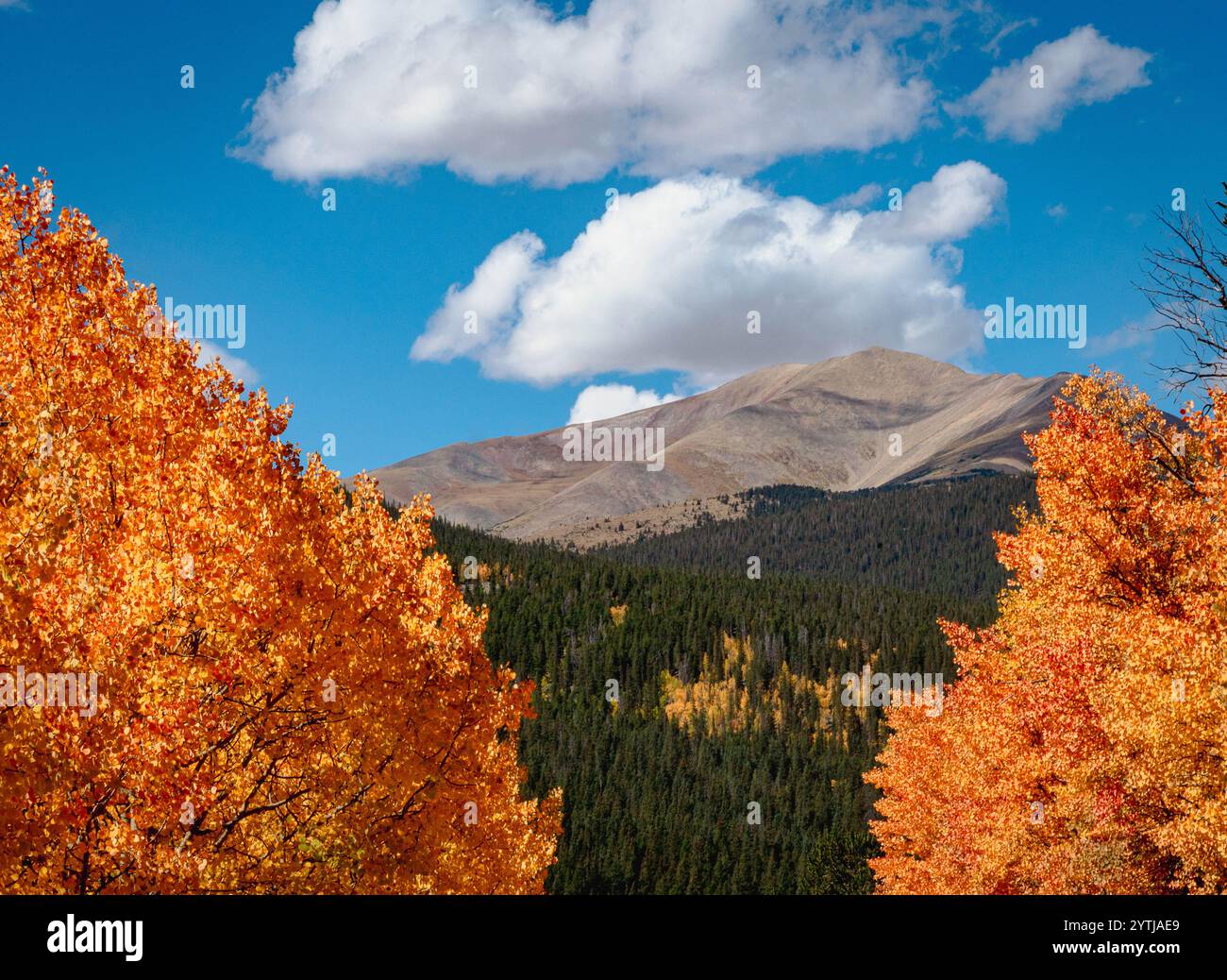 Una splendida scena autunnale sul passo Boreas, Colorado, con vivaci alberi d'asfalto dorati che incorniciano una vetta di montagna sotto un cielo blu brillante. Foto Stock