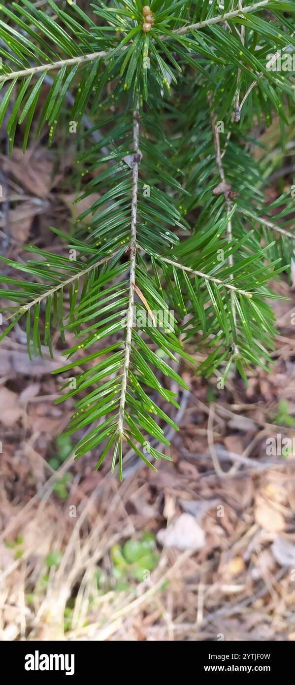 Abete siberiano (Abies sibirica) Foto Stock