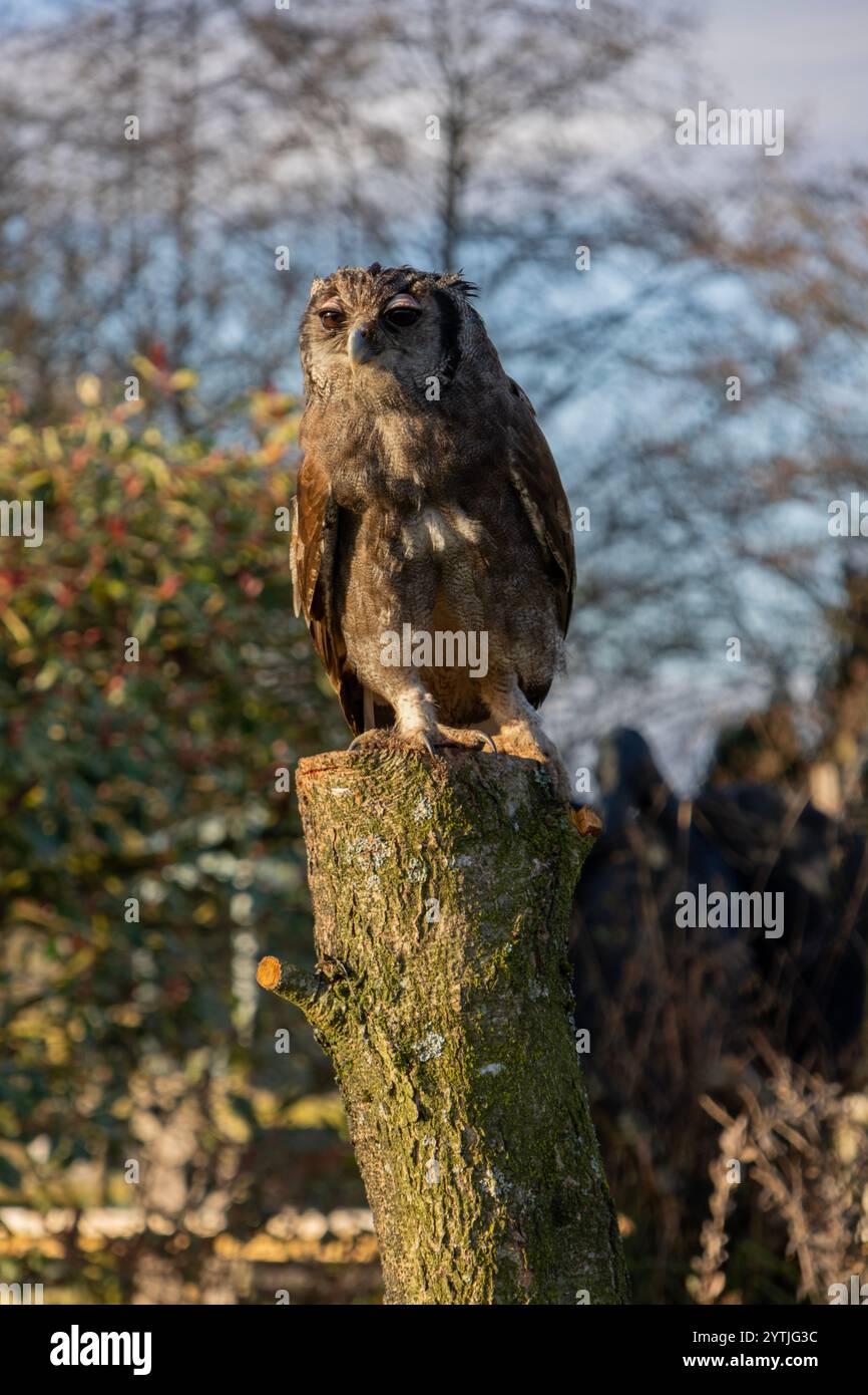 Civetta dell'aquila lattea su Tree Stump Foto Stock