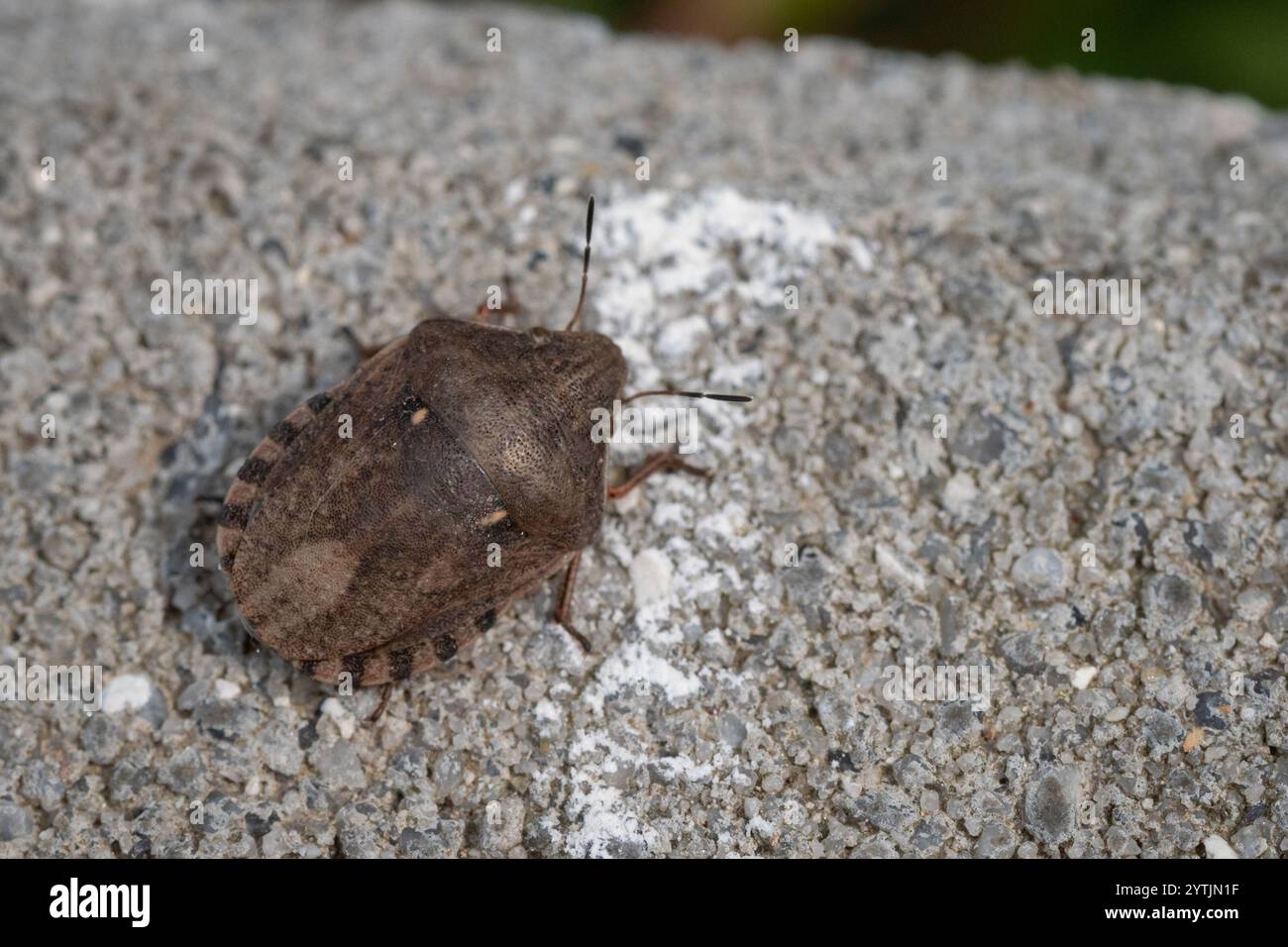 Tartaruga (Eurygaster testudinaria) Foto Stock