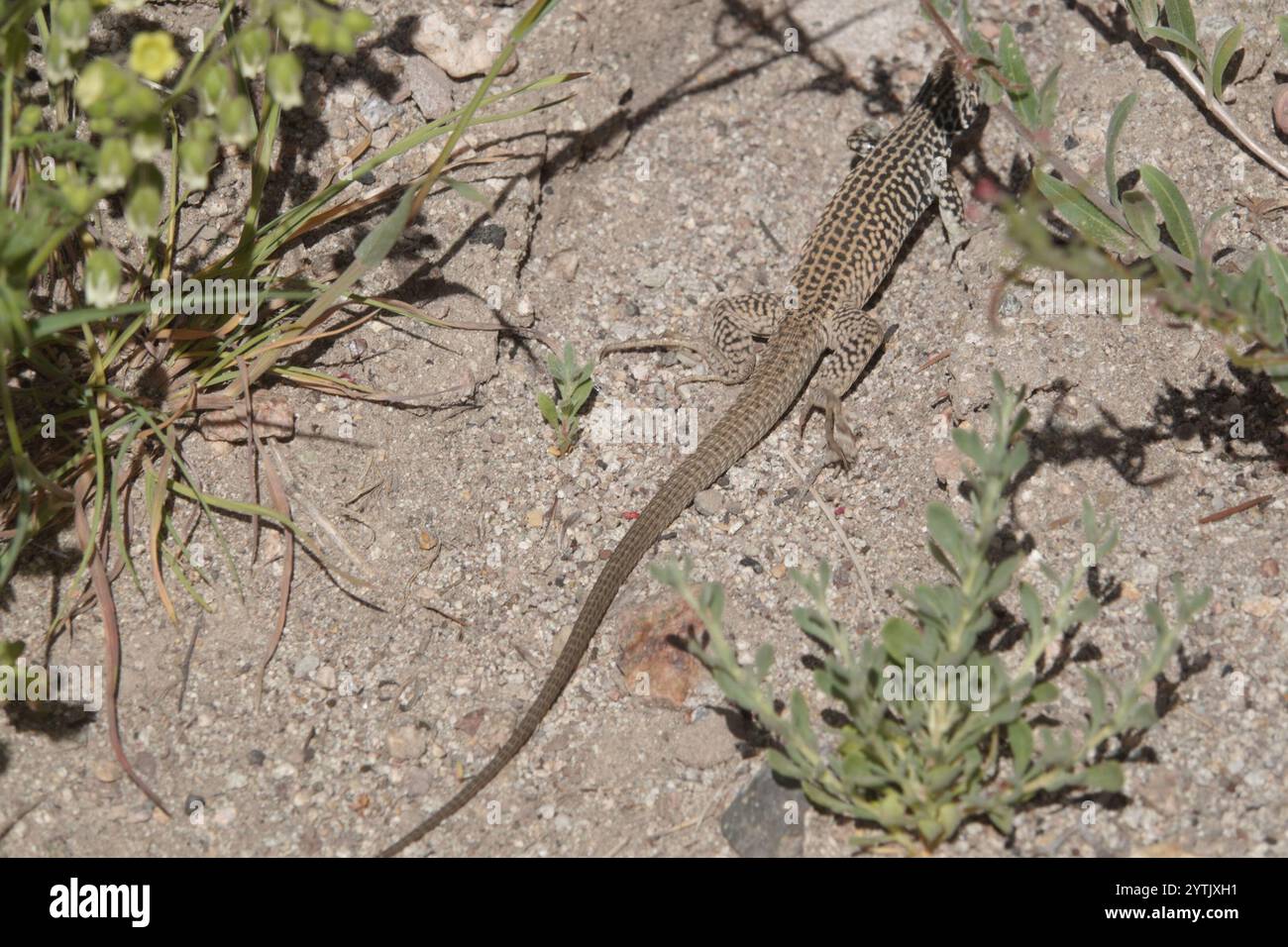 Coda di frusta occidentale (Aspidoscelis tigris) Foto Stock