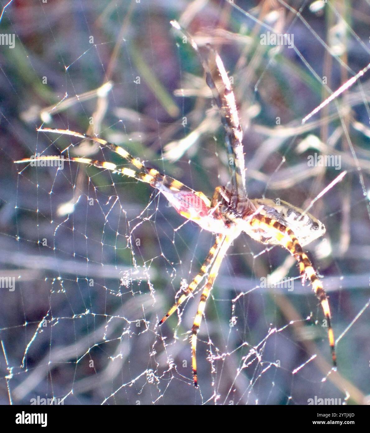 Ragno Orbweb da giardino comune (Argiope australis) Foto Stock